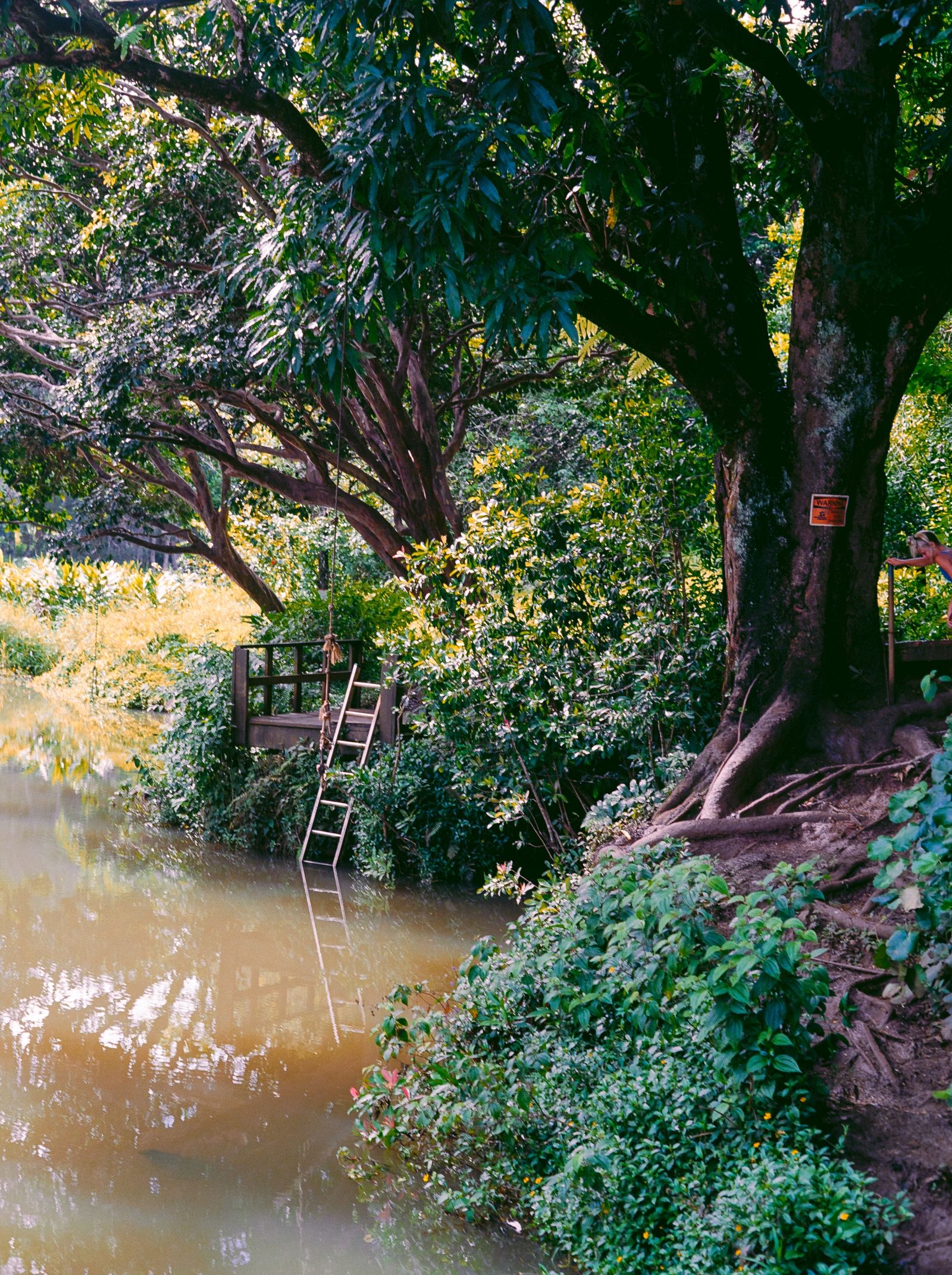 Wai Koa
