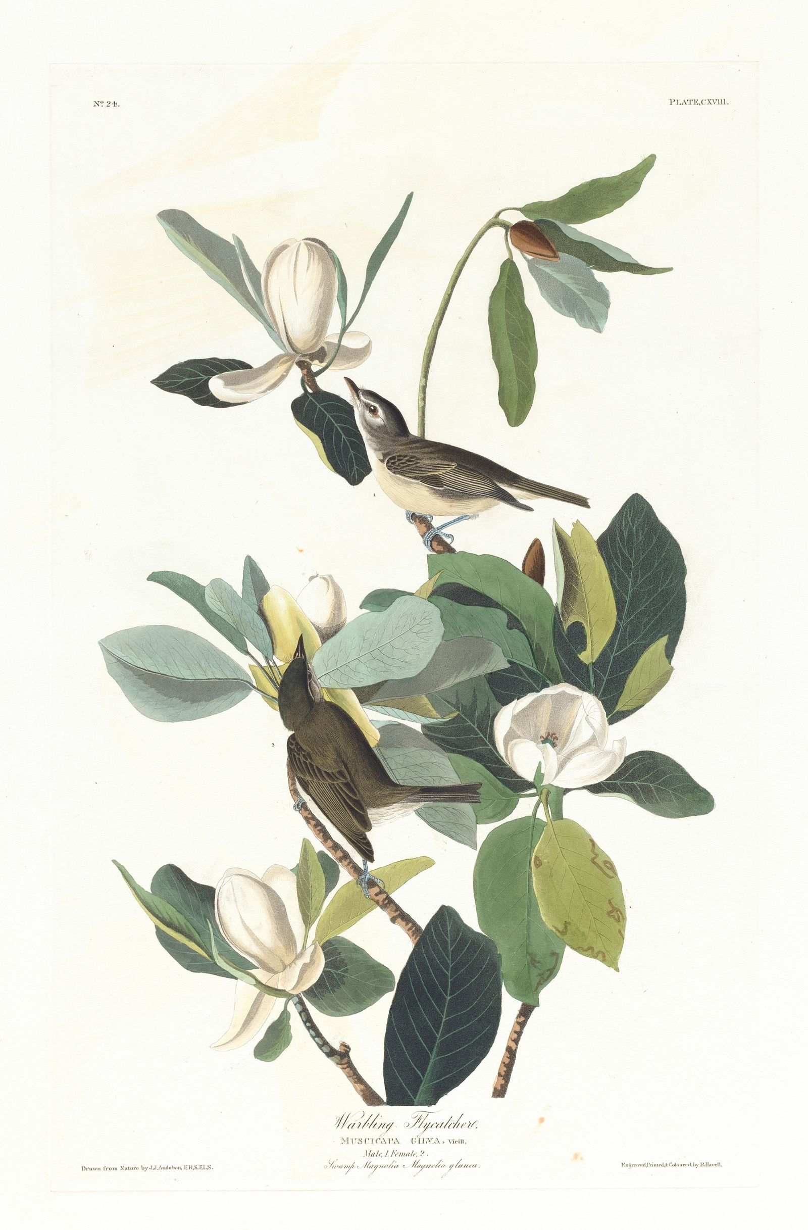 Warbling flycatcher (1827–1838)