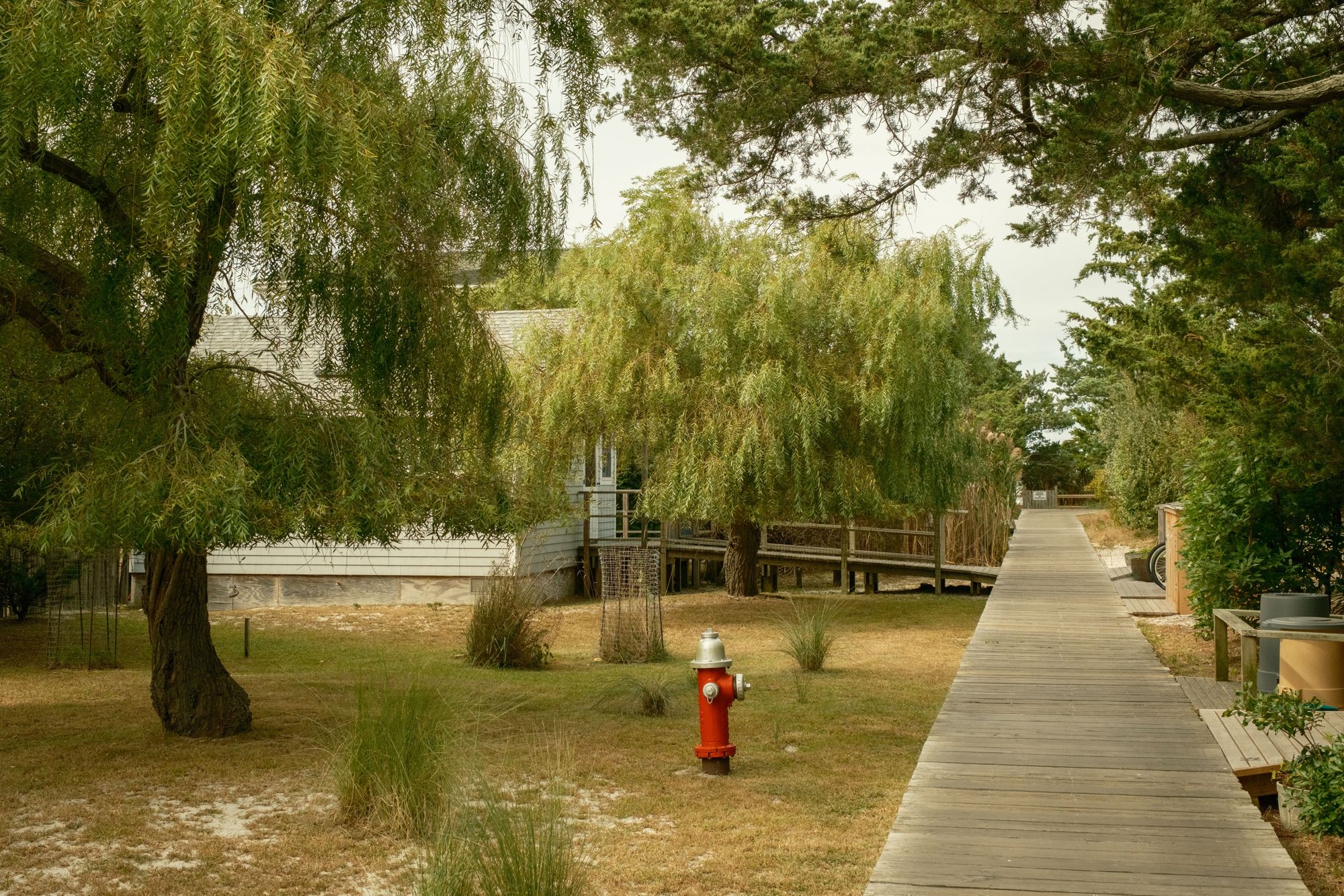 Weeping Willows in Saltaire, Fire Island