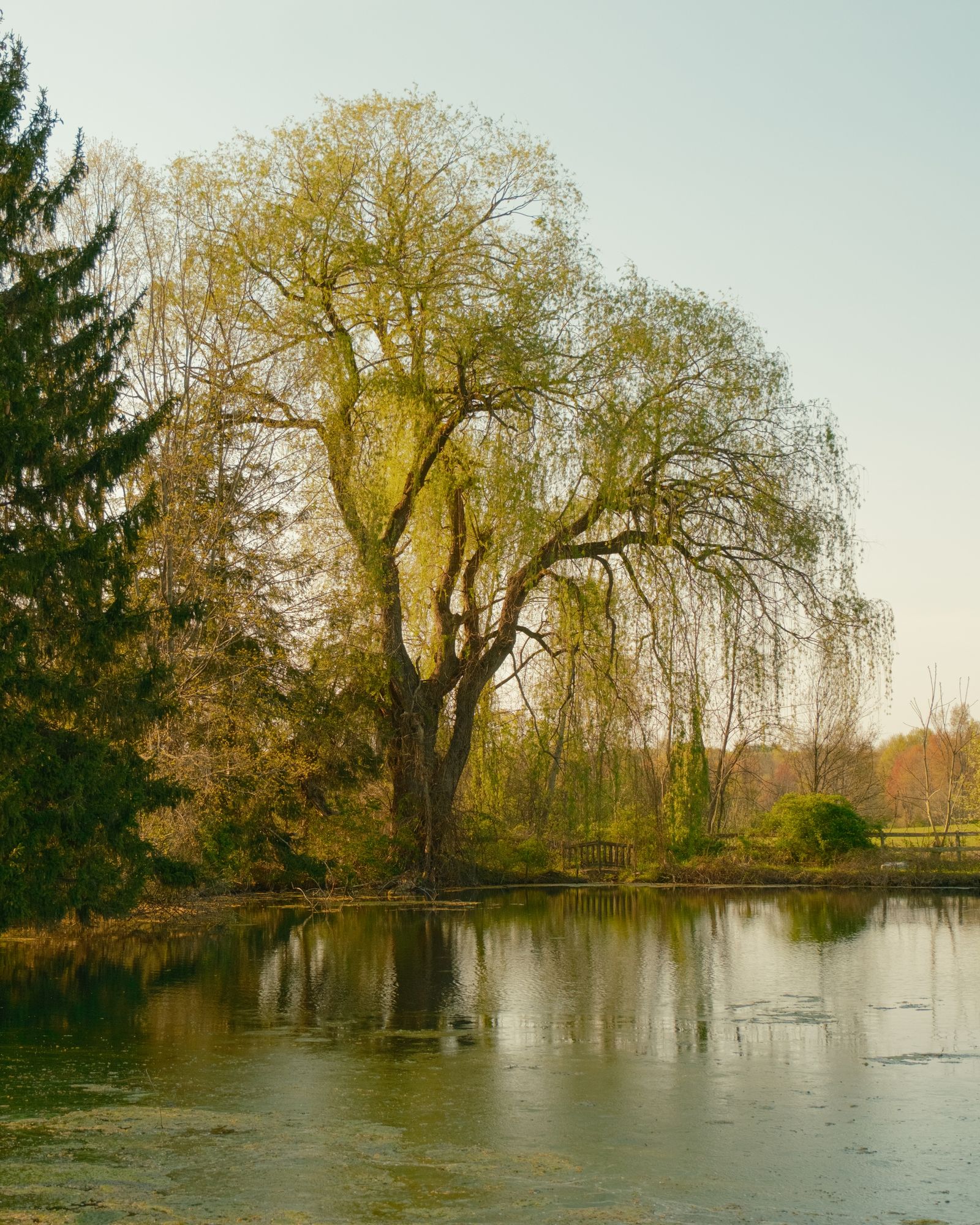 Weeping Willow, Elizaville