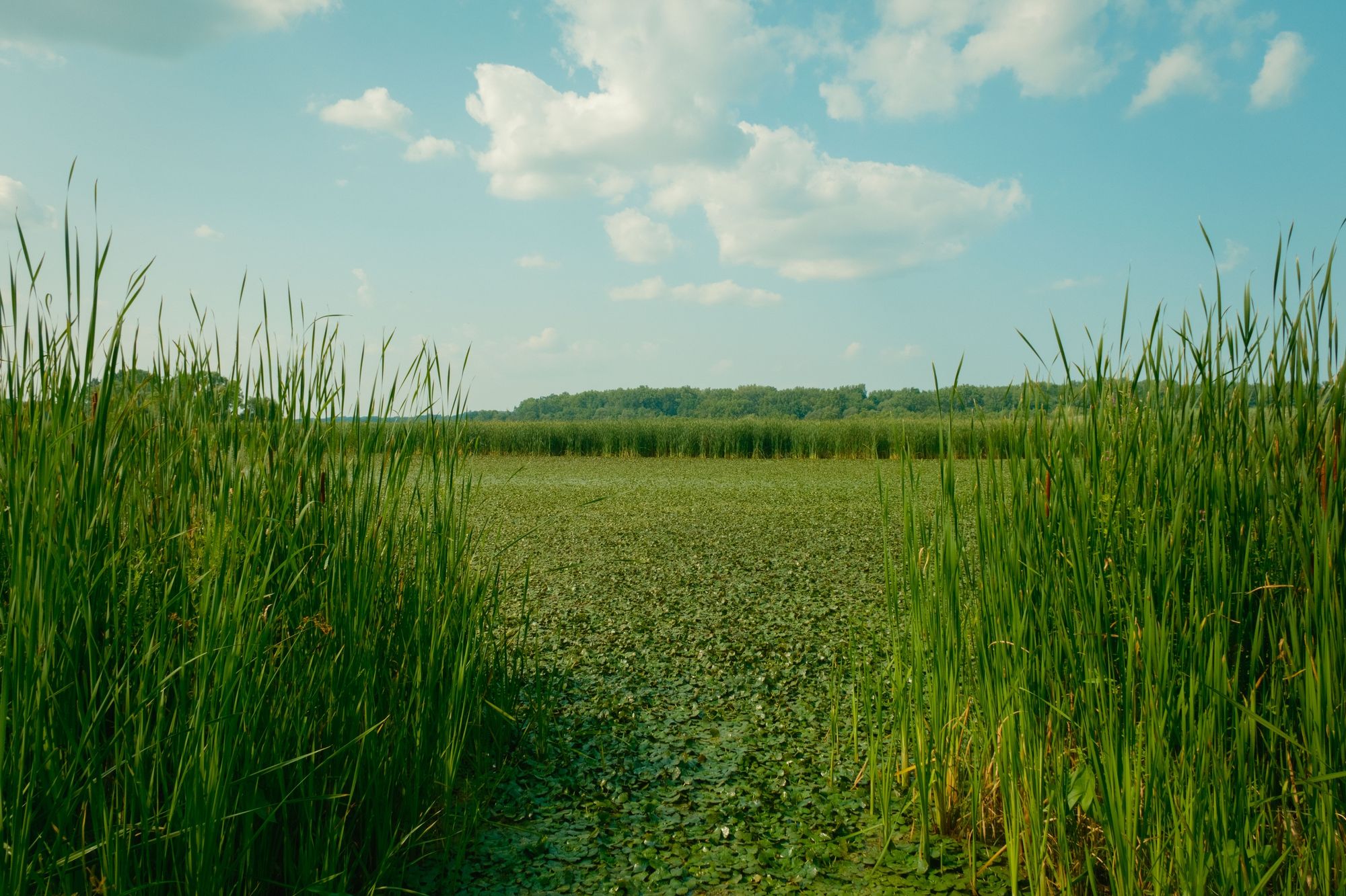 Wetland at Lions Park, Niskayuna 01