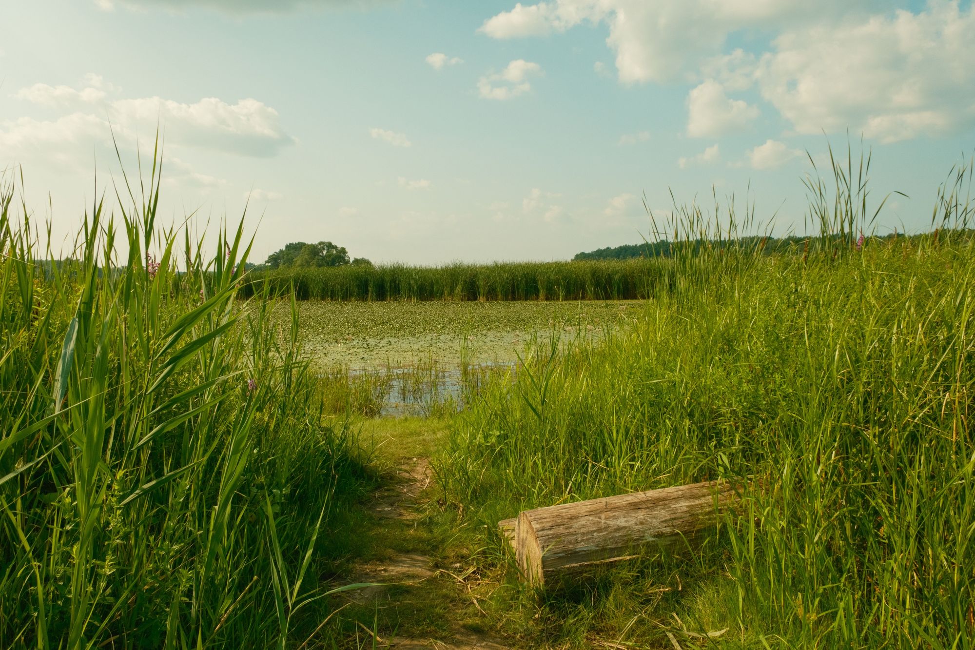Wetland at Lions Park, Niskayuna 02