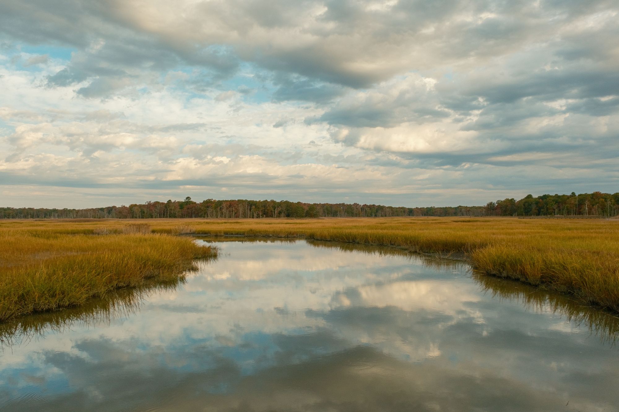 Wetland in Heislerville 02