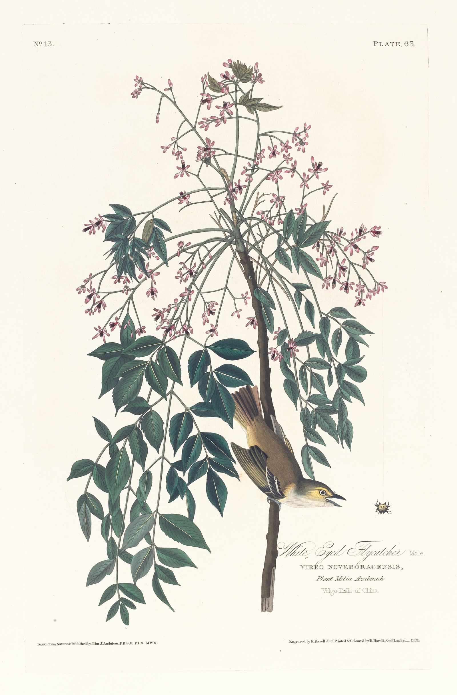 White eyed flycatcher (1827–1838)