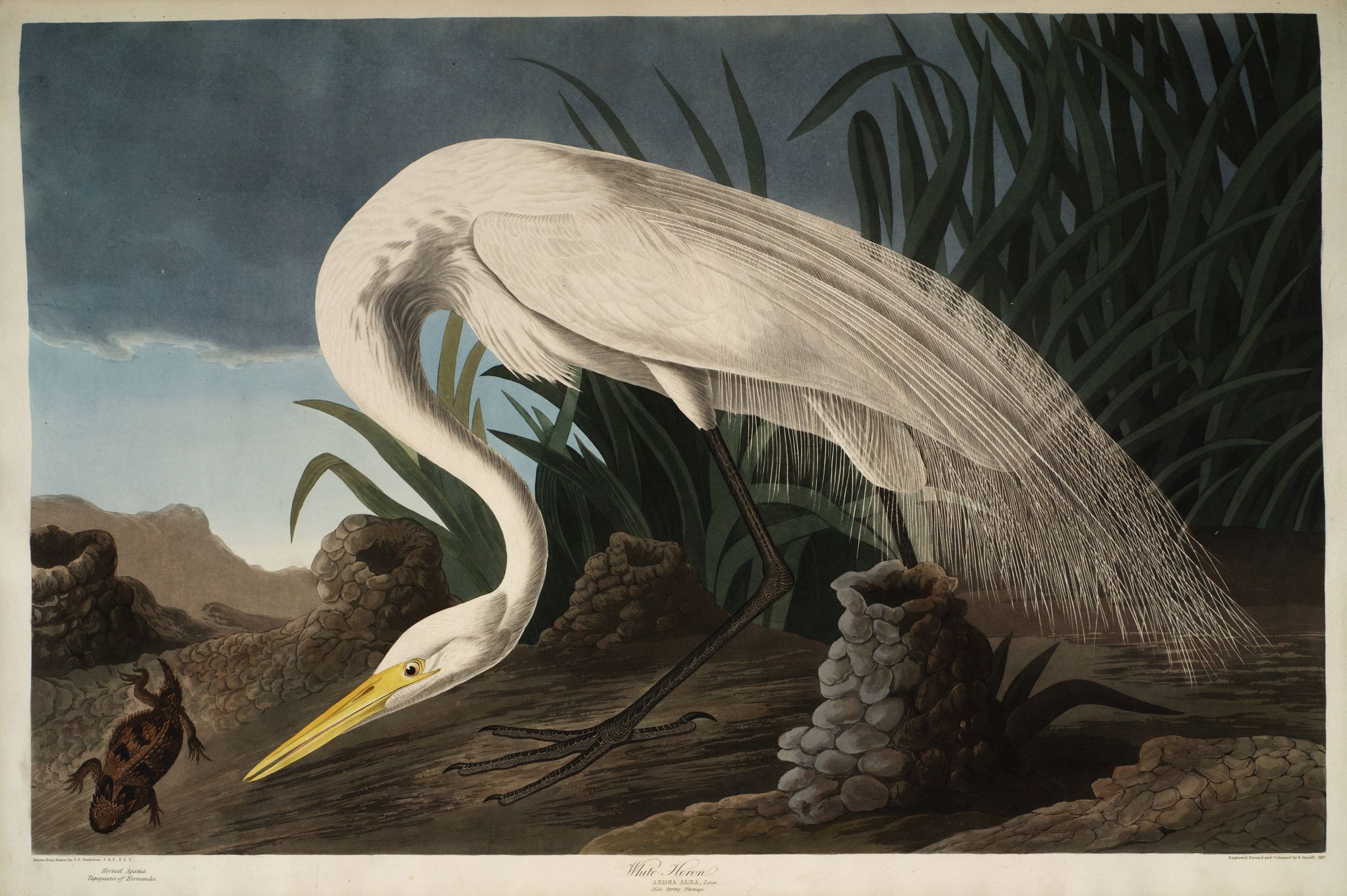 White Heron (1827-1838)