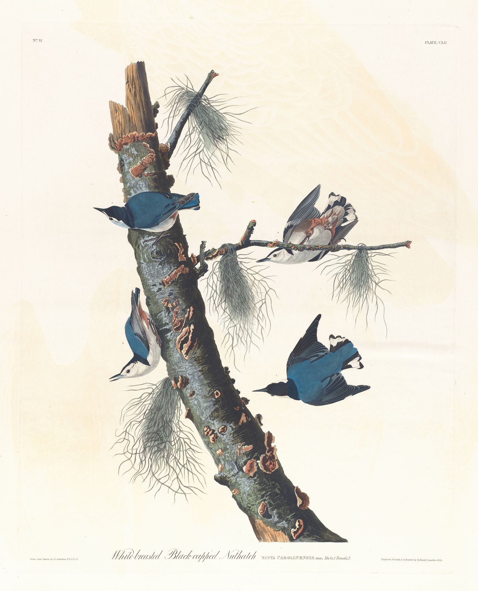 White-breasted black-capped nuthatch (1827–1838)