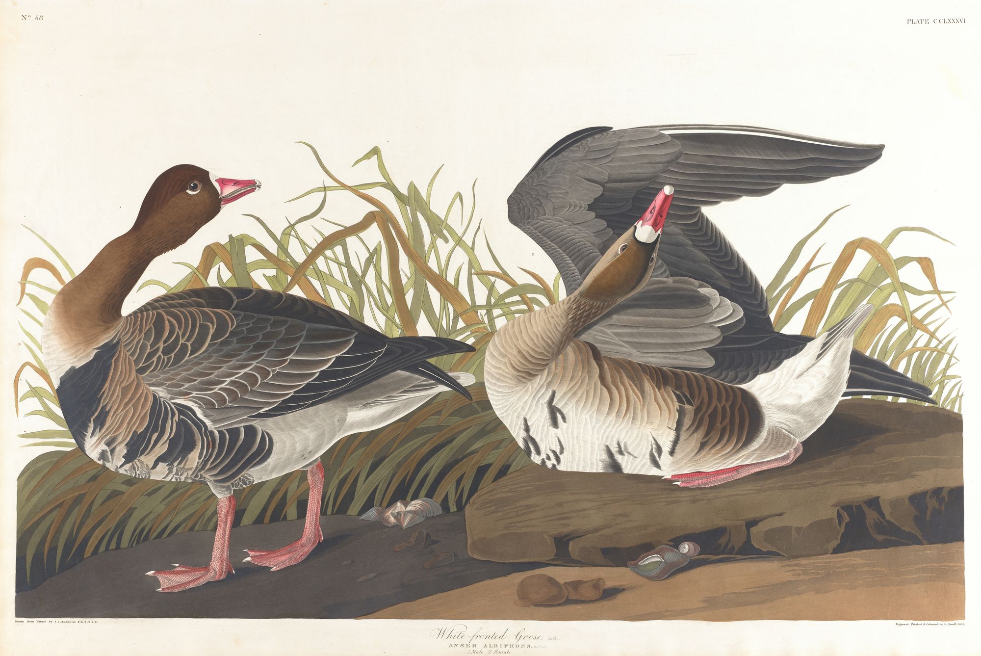 White-fronted goose (1827–1838)