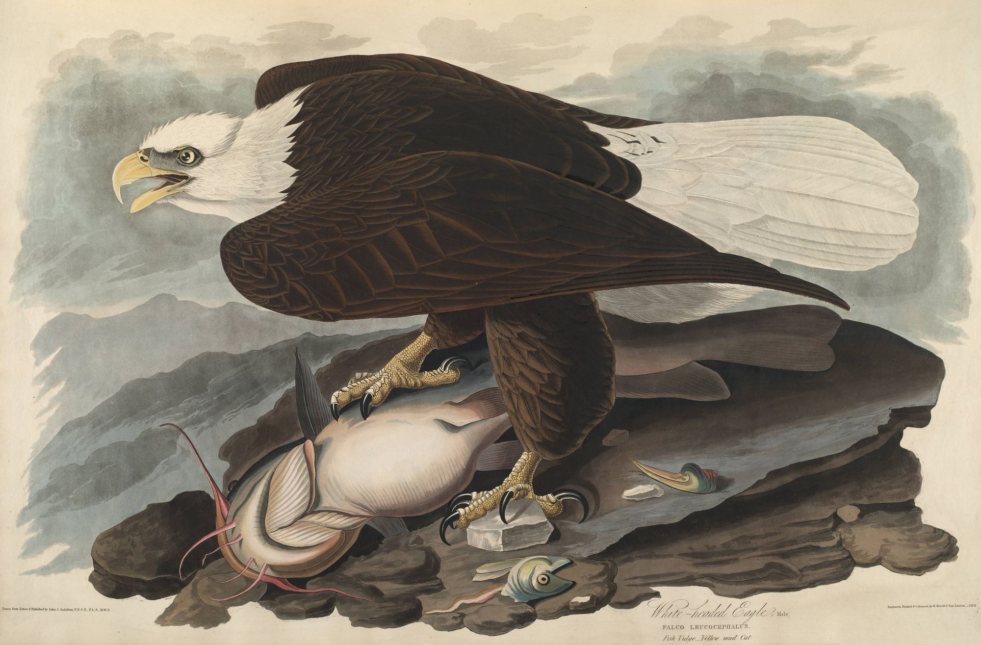 White-headed Eagle (1827-1838)