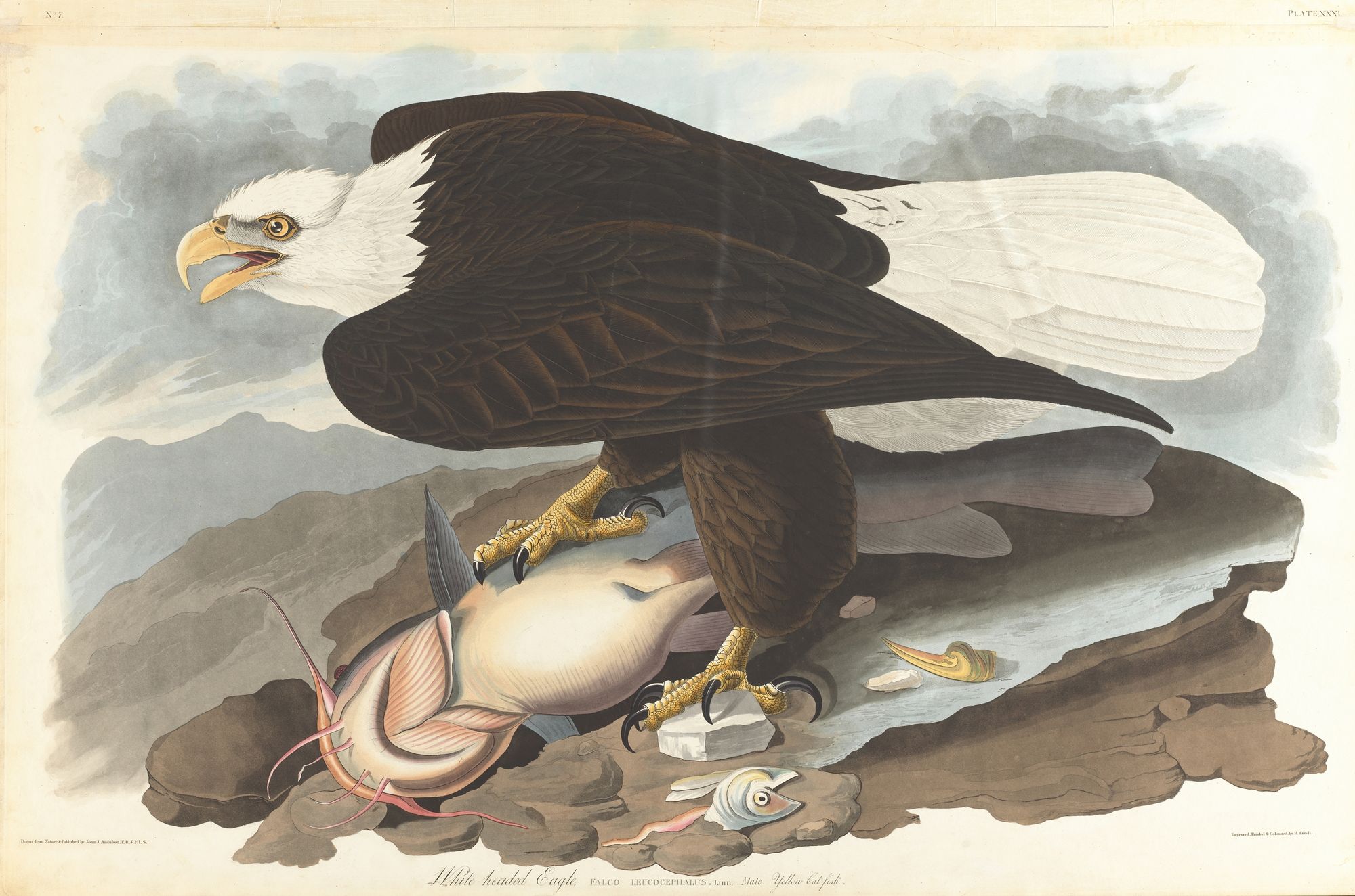 White-headed eagle (1827–1838)