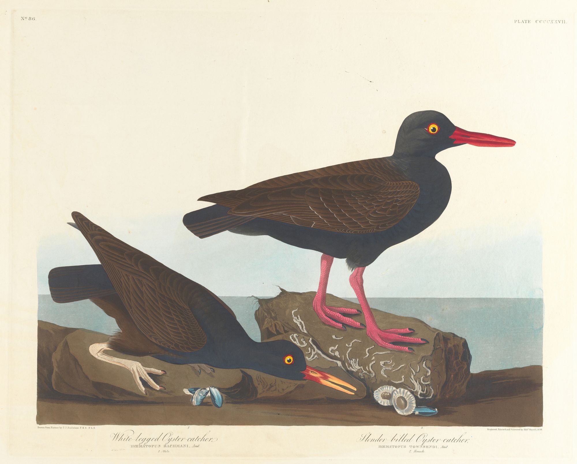 White-legged oyster-catcher. Slender-billed oyster-catcher (1827–1838)