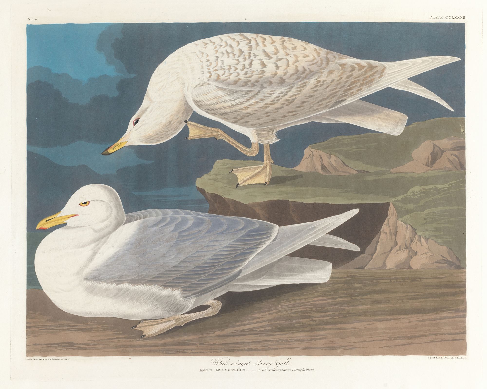 White-winged silvery gull (1827–1838)