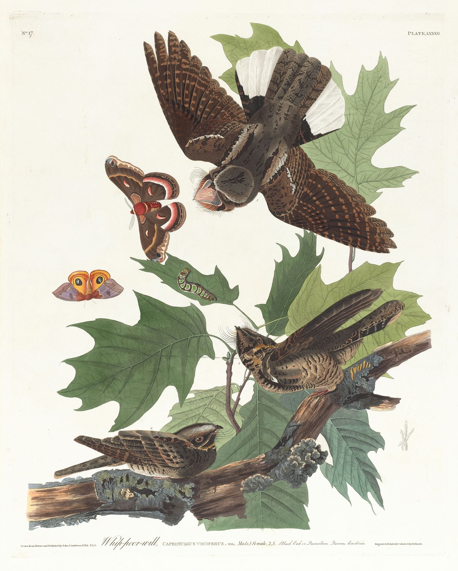 Whip-poor-will (1827–1838)