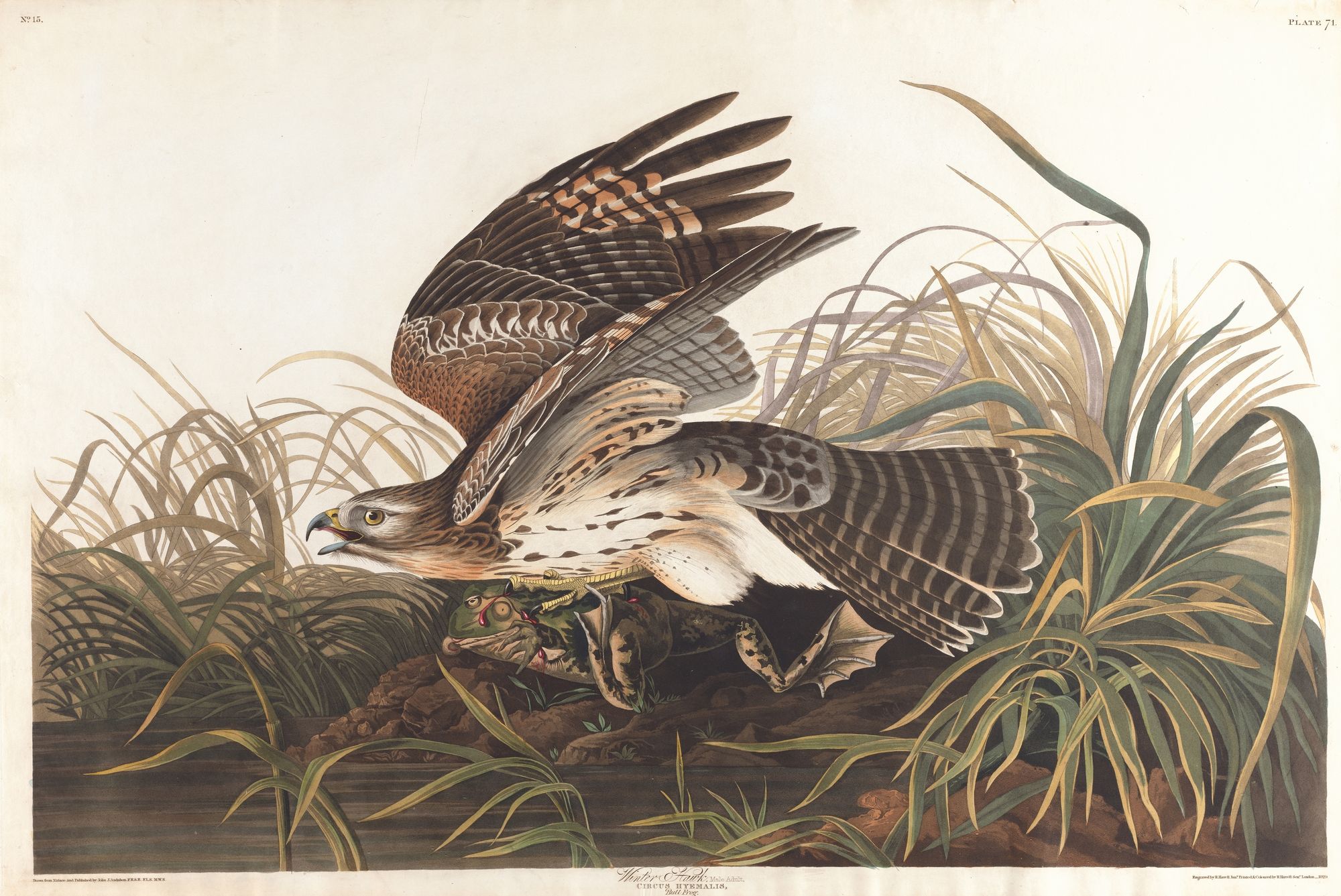 Winter hawk (1827–1838)