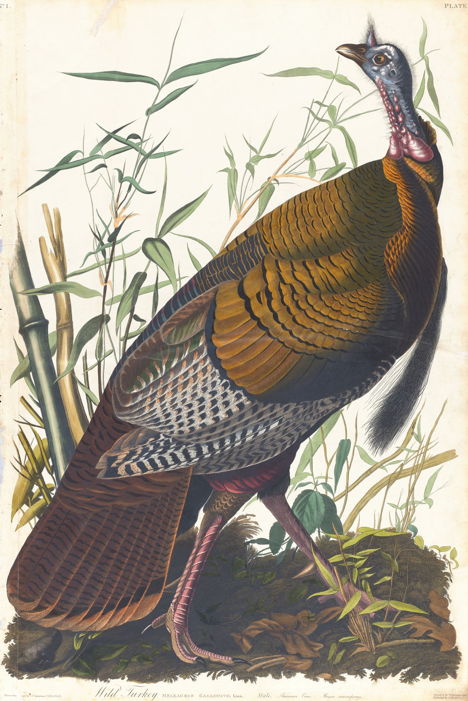 Wild turkey (1827–1838)