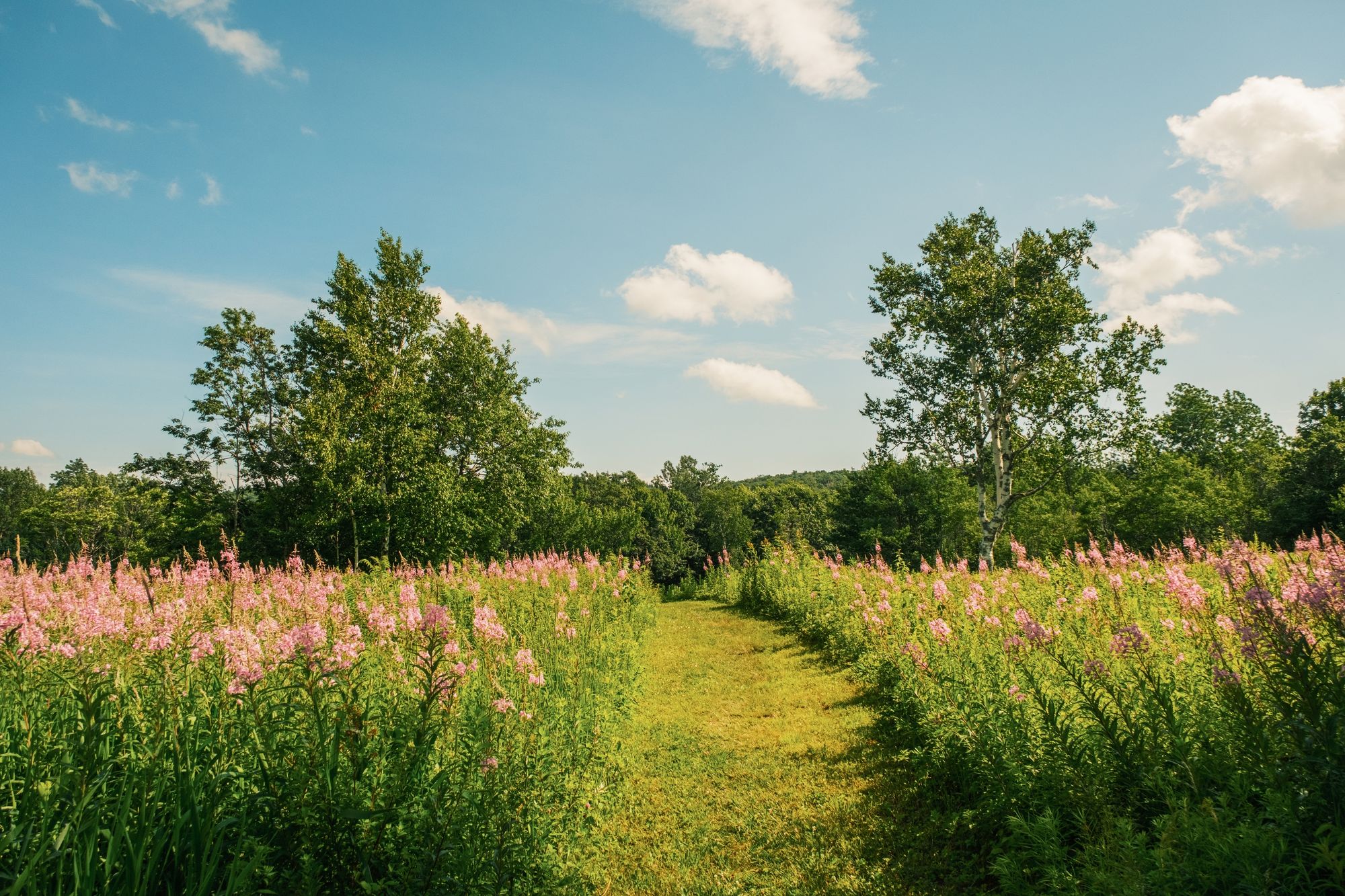 Wildflowers, Mount Greylock