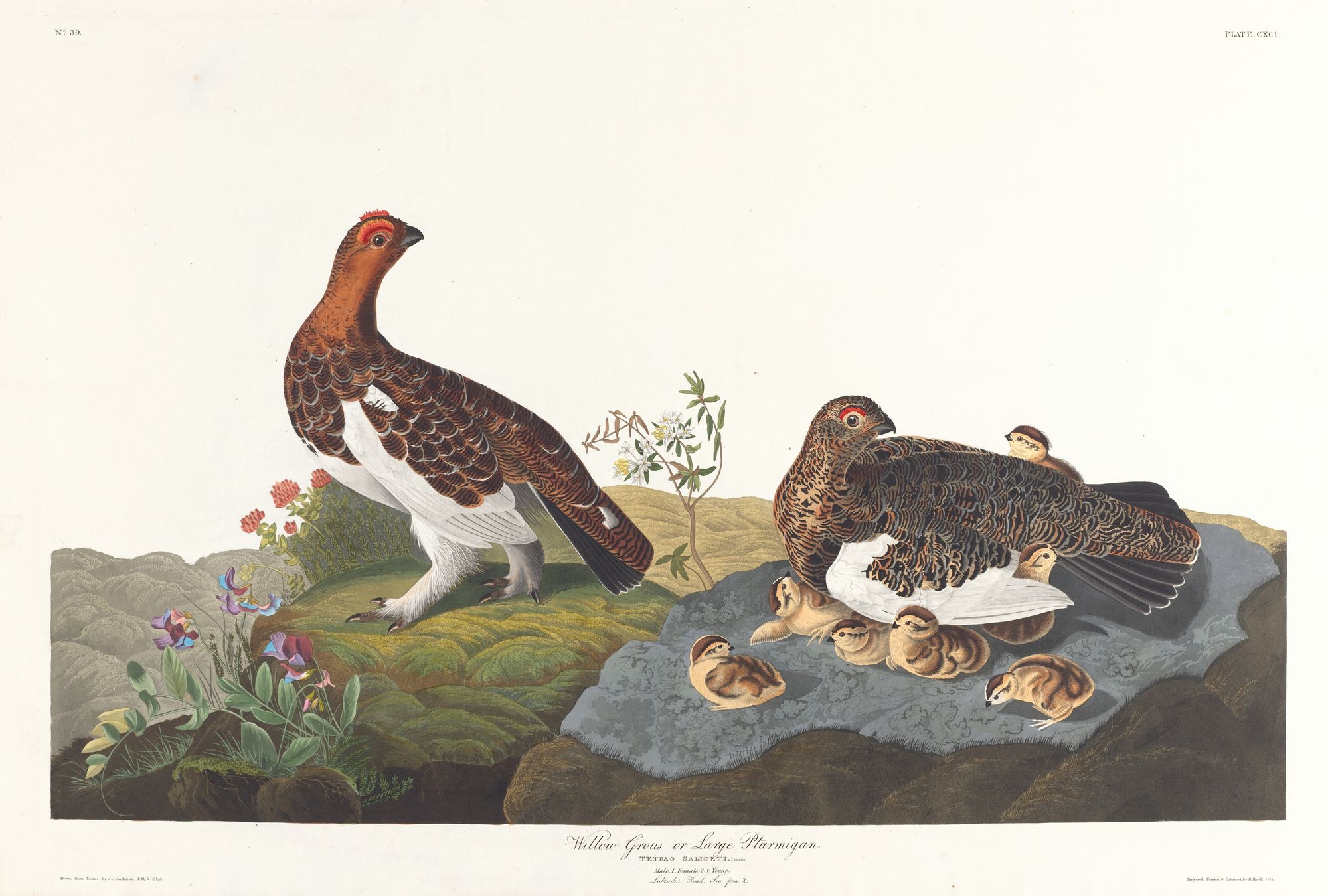 Willow grous or large ptarmigan (1827–1838)