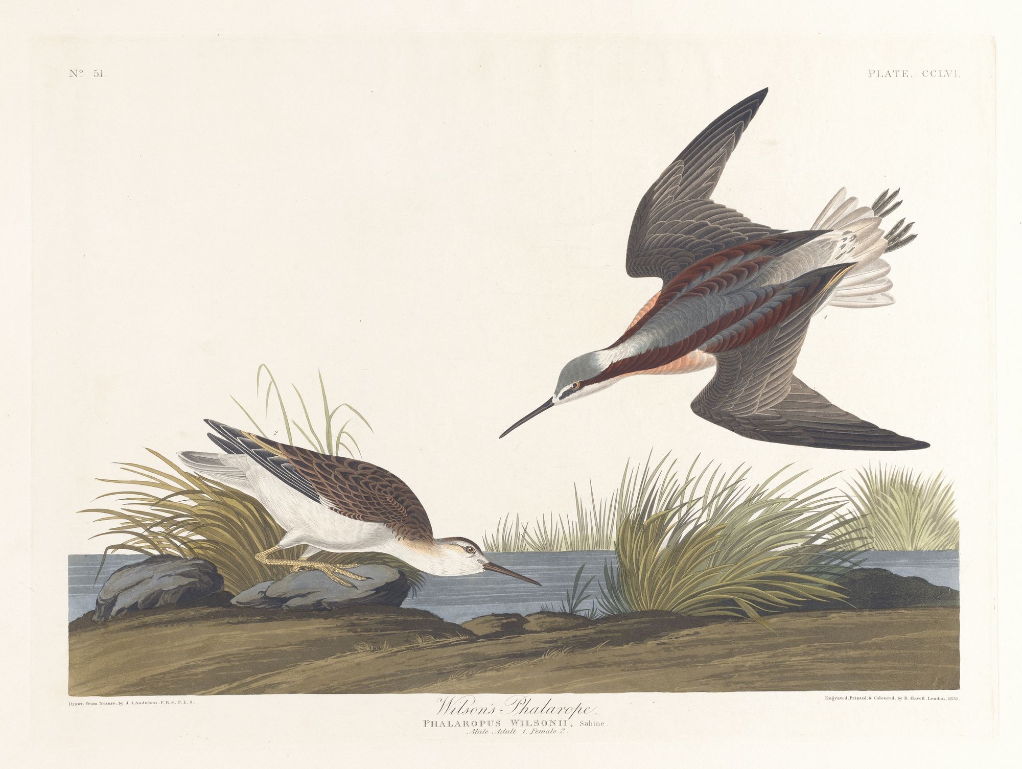 Wilson’s phalarope (1827–1838)
