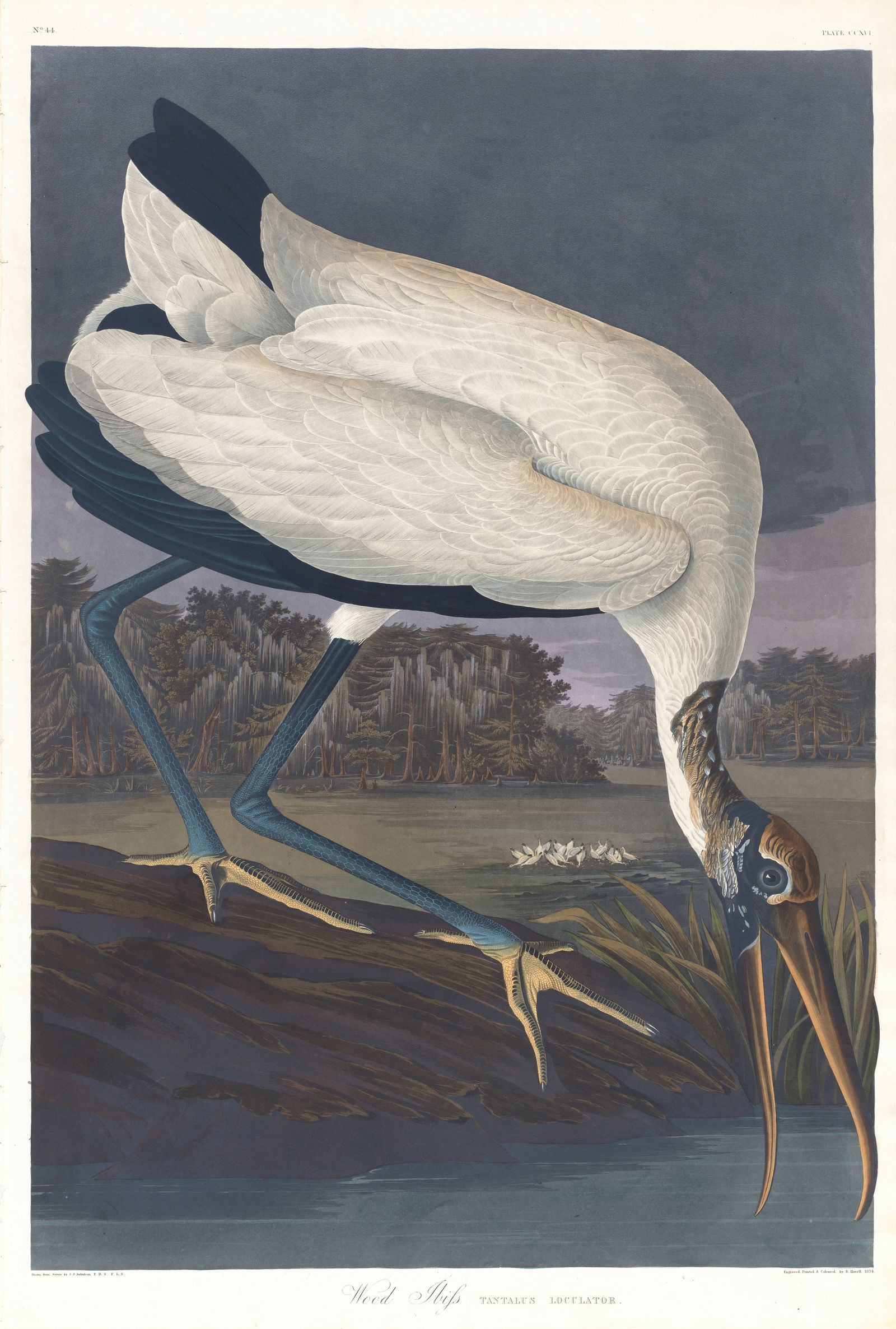 Wood ibis (1827–1838)