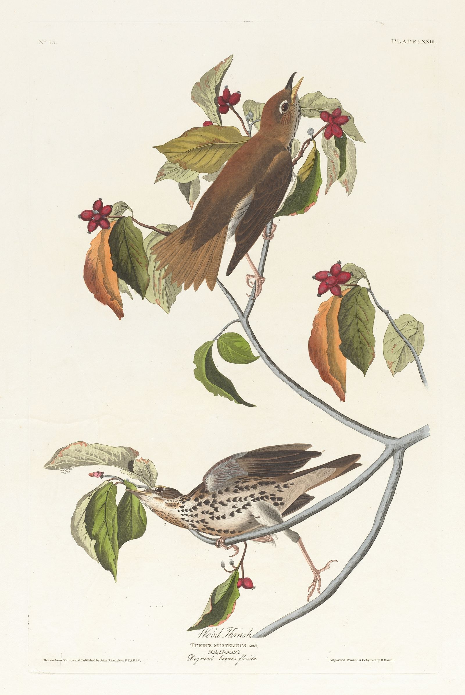 Wood thrush (1827–1838)