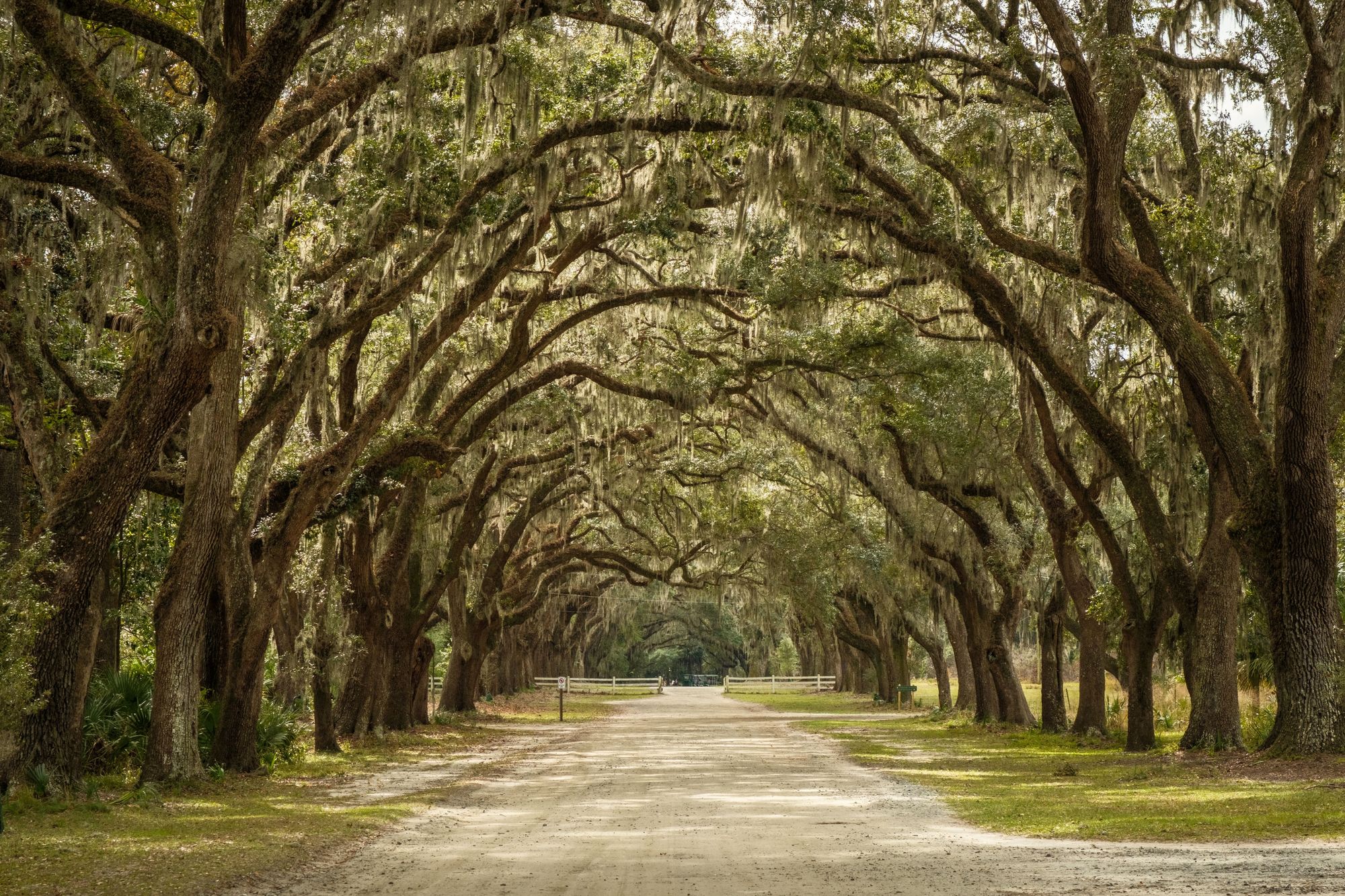 Wormsloe Oaks, Savannah