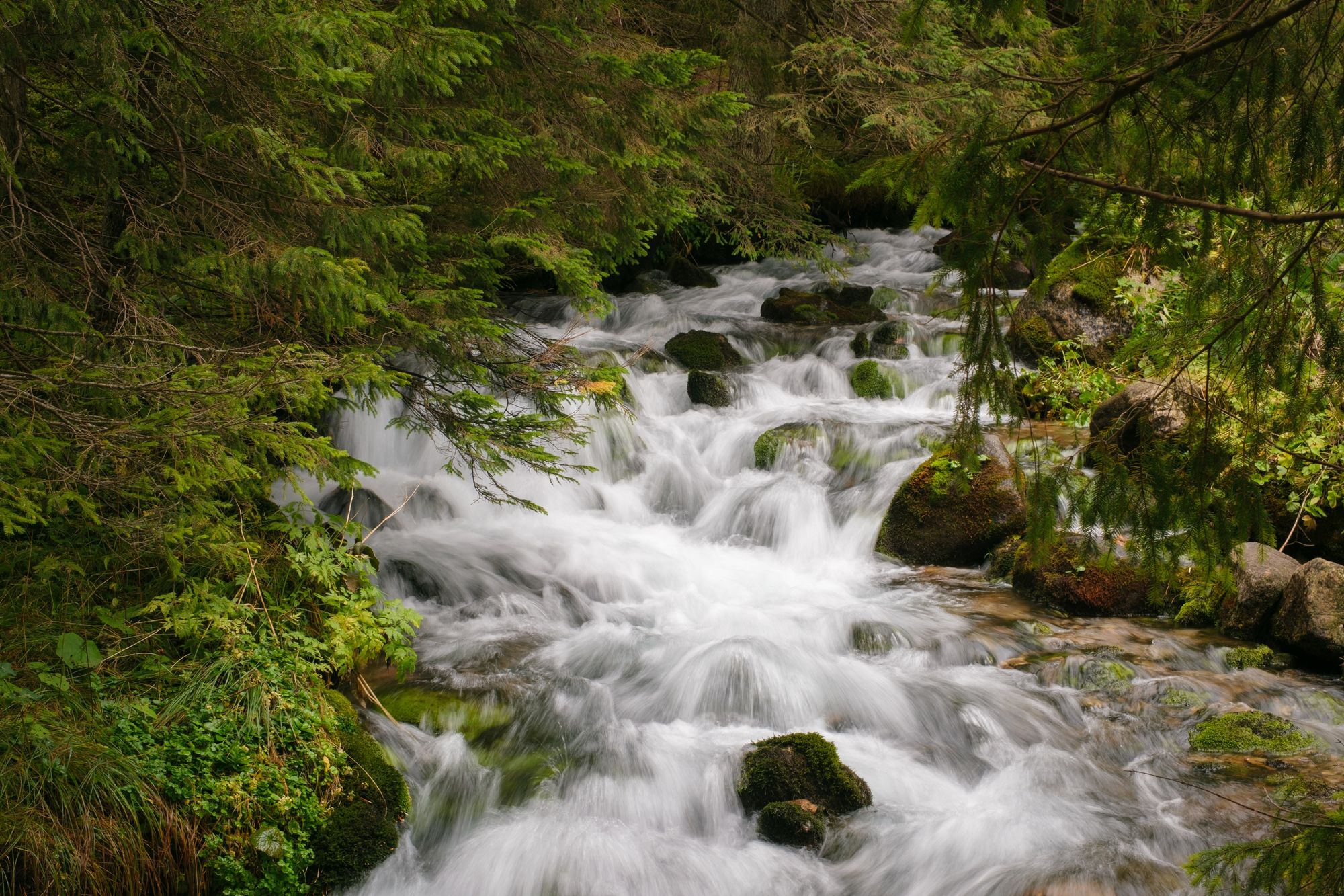 Wywierzysko Olczyskie, Zakopane