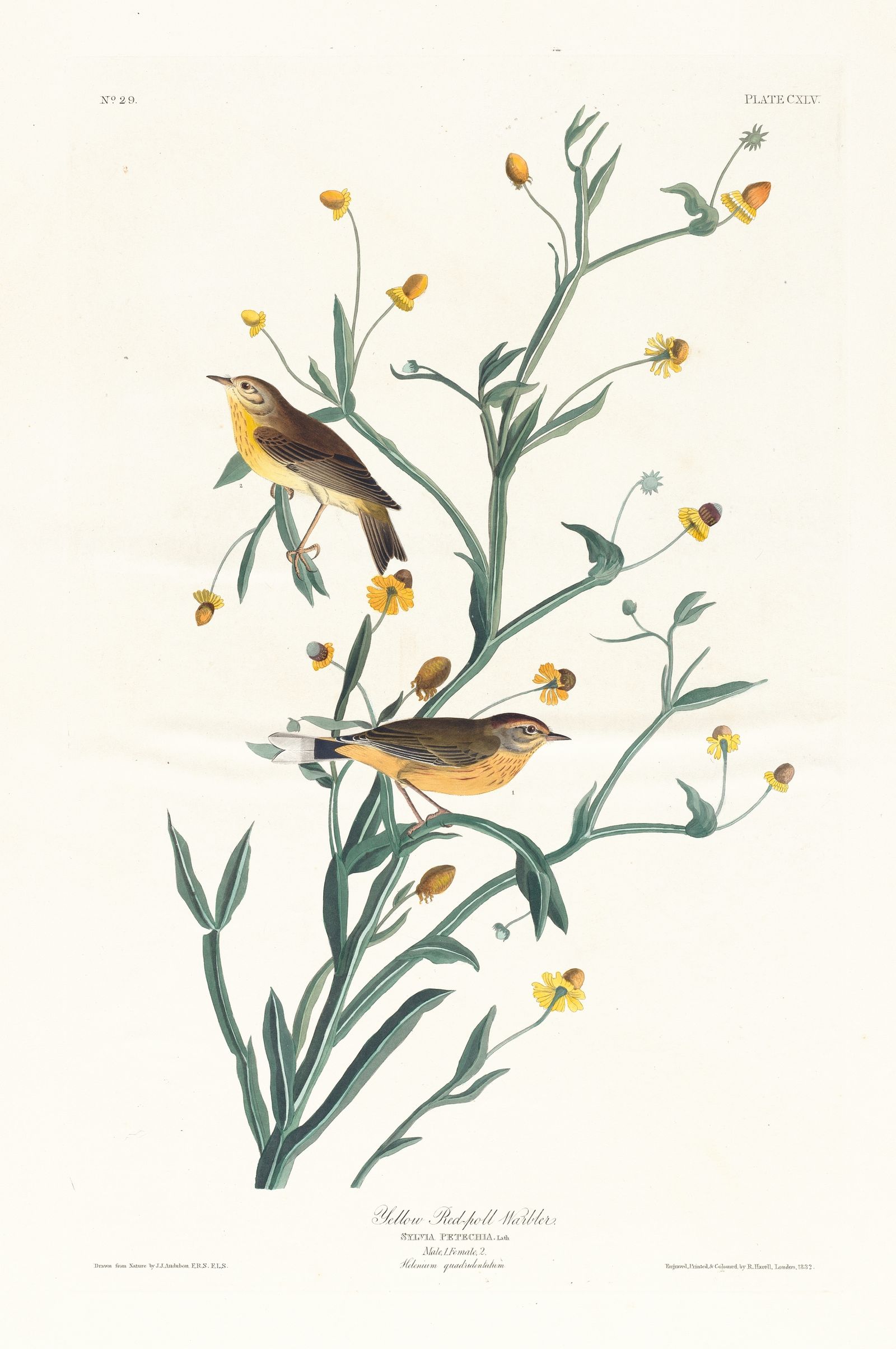Yellow red-poll warbler (1827–1838)
