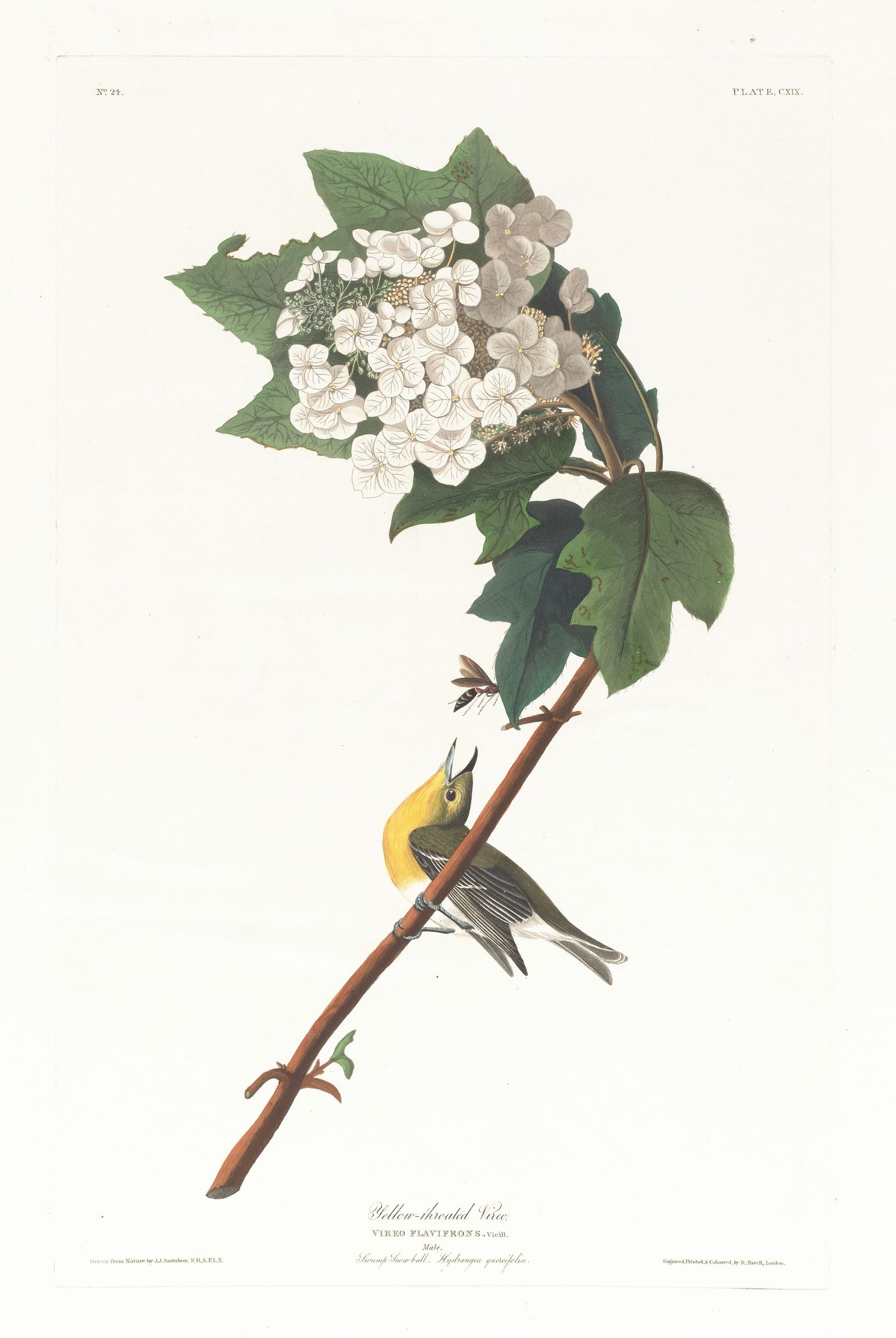 Yellow-throated vireo (1827–1838)