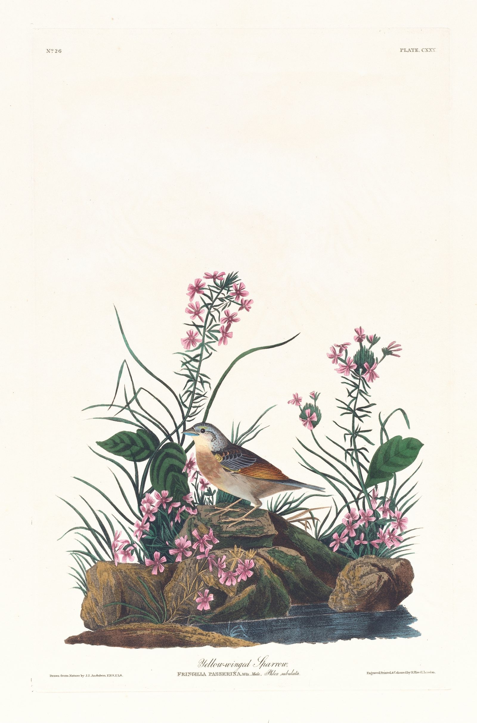 Yellow-winged sparrow (1827–1838)