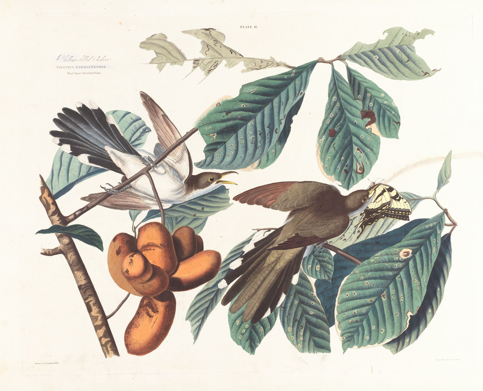 Yellow-billed cuckoo (1827–1838)