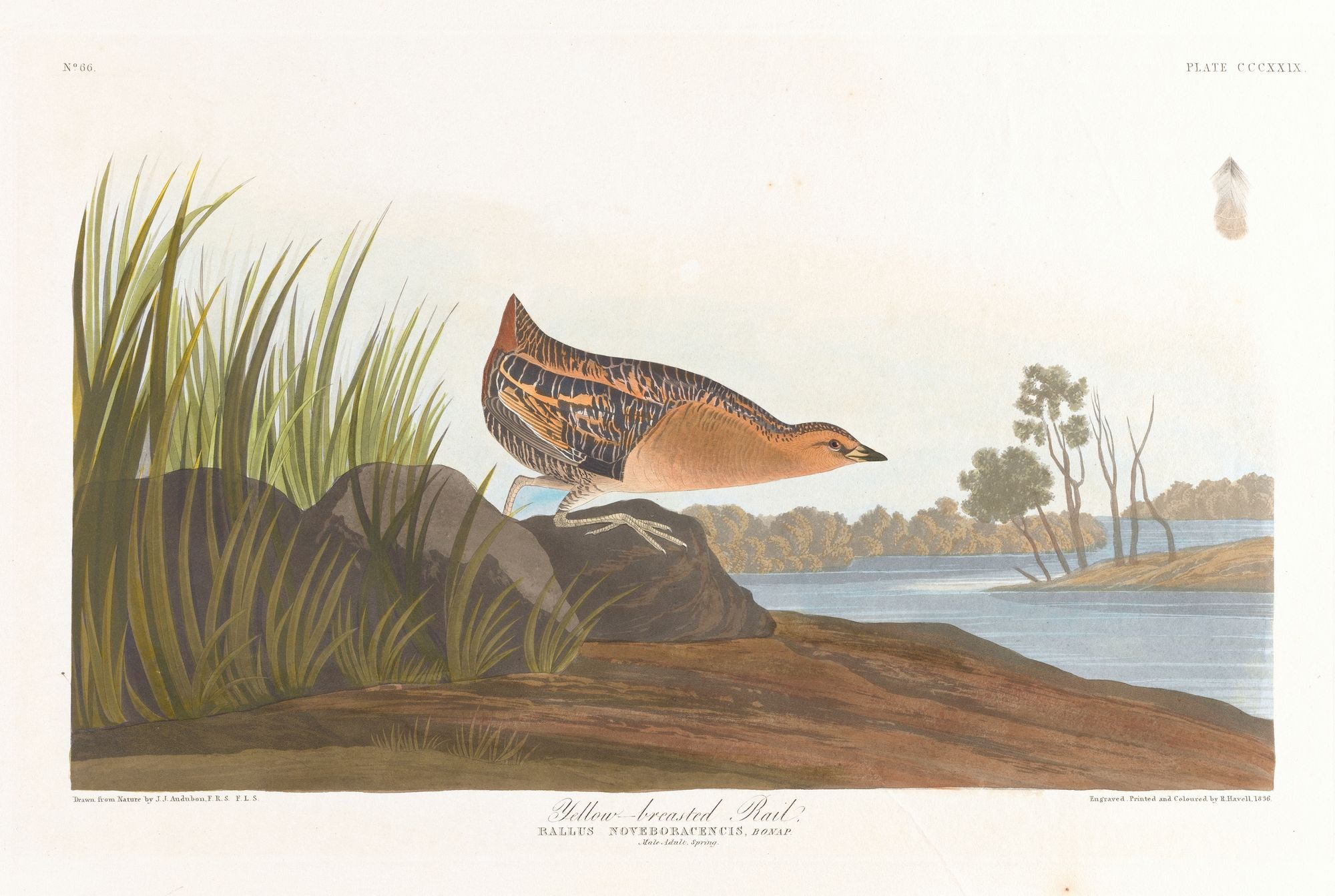 Yellow-breasted rail (1827–1838)