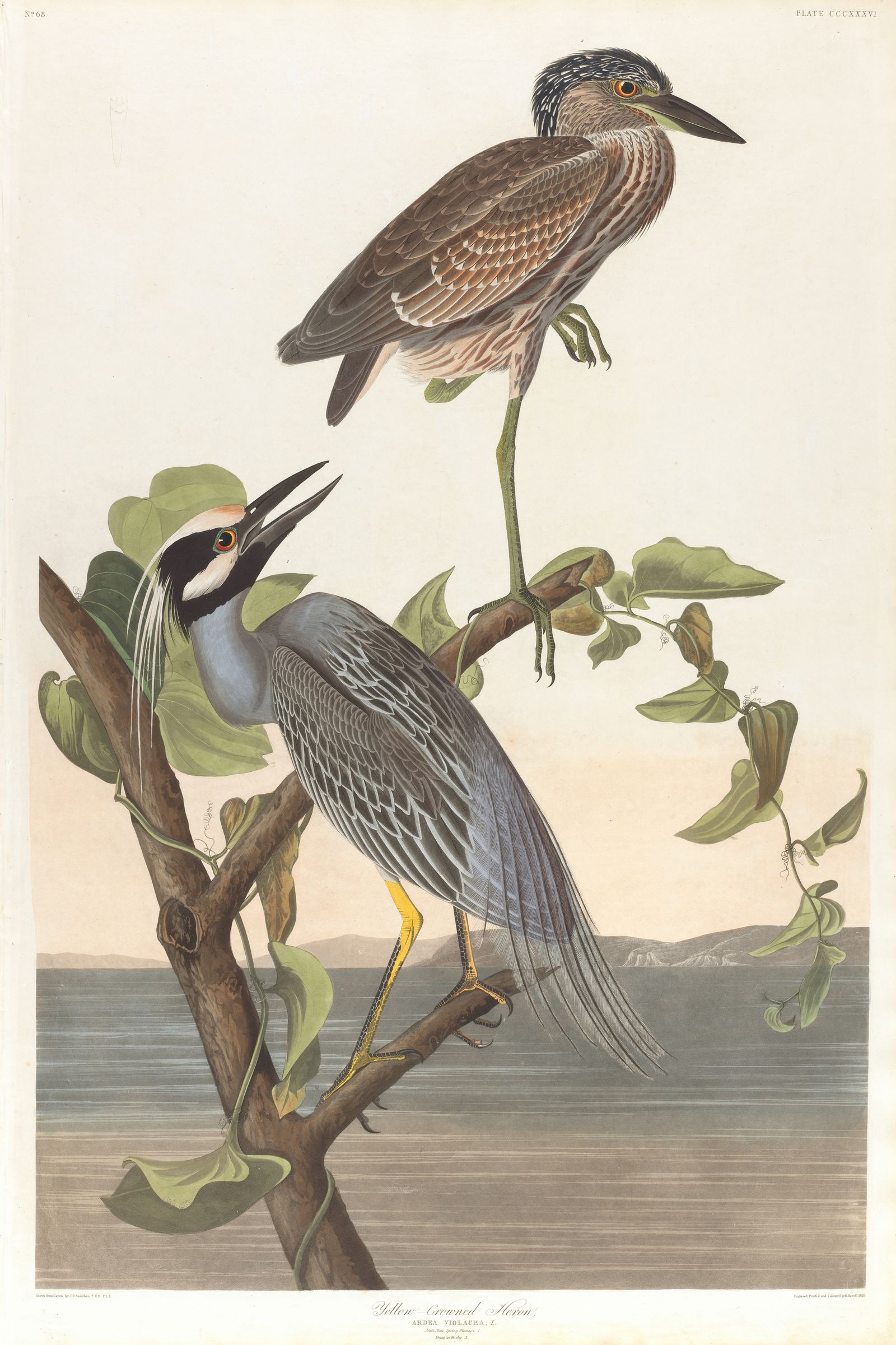 Yellow-crowned heron (1827–1838)
