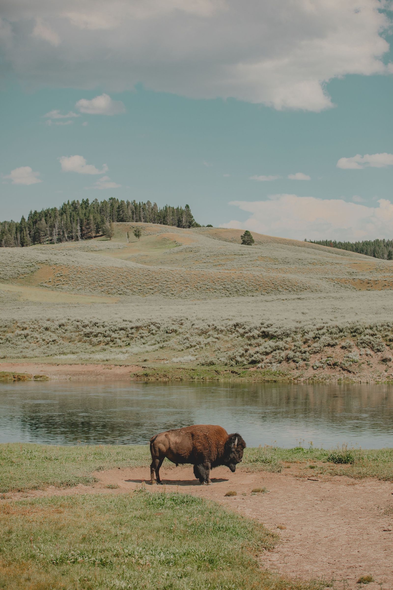 Bison at Yellowstone