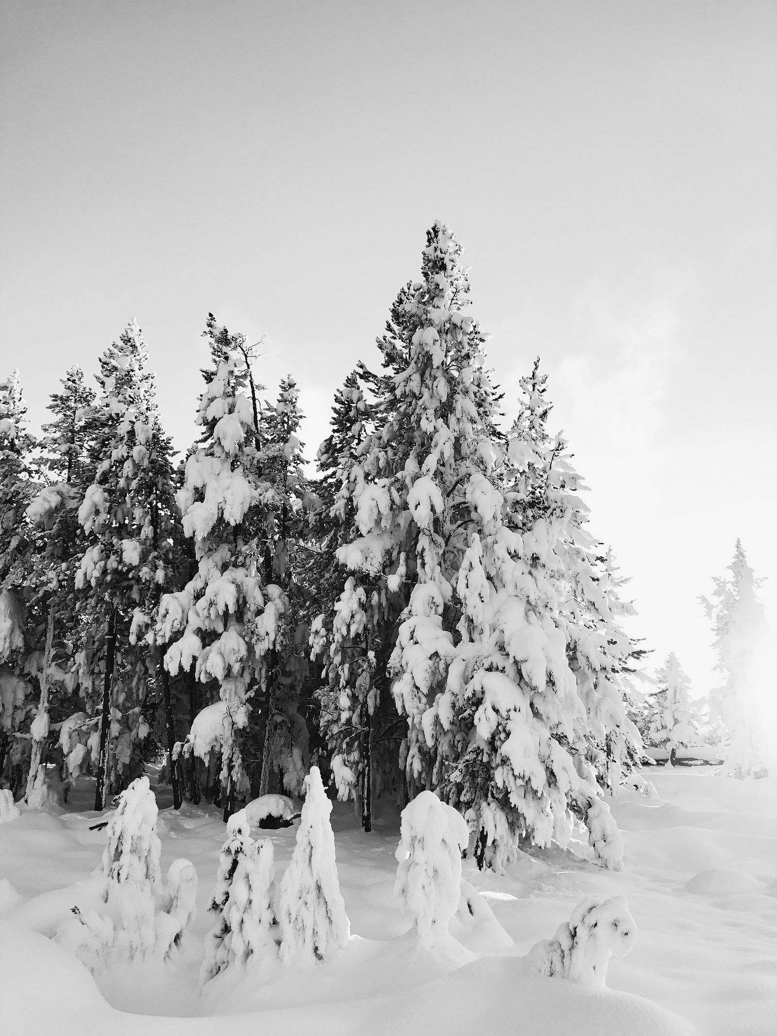 Yellowstone Pines