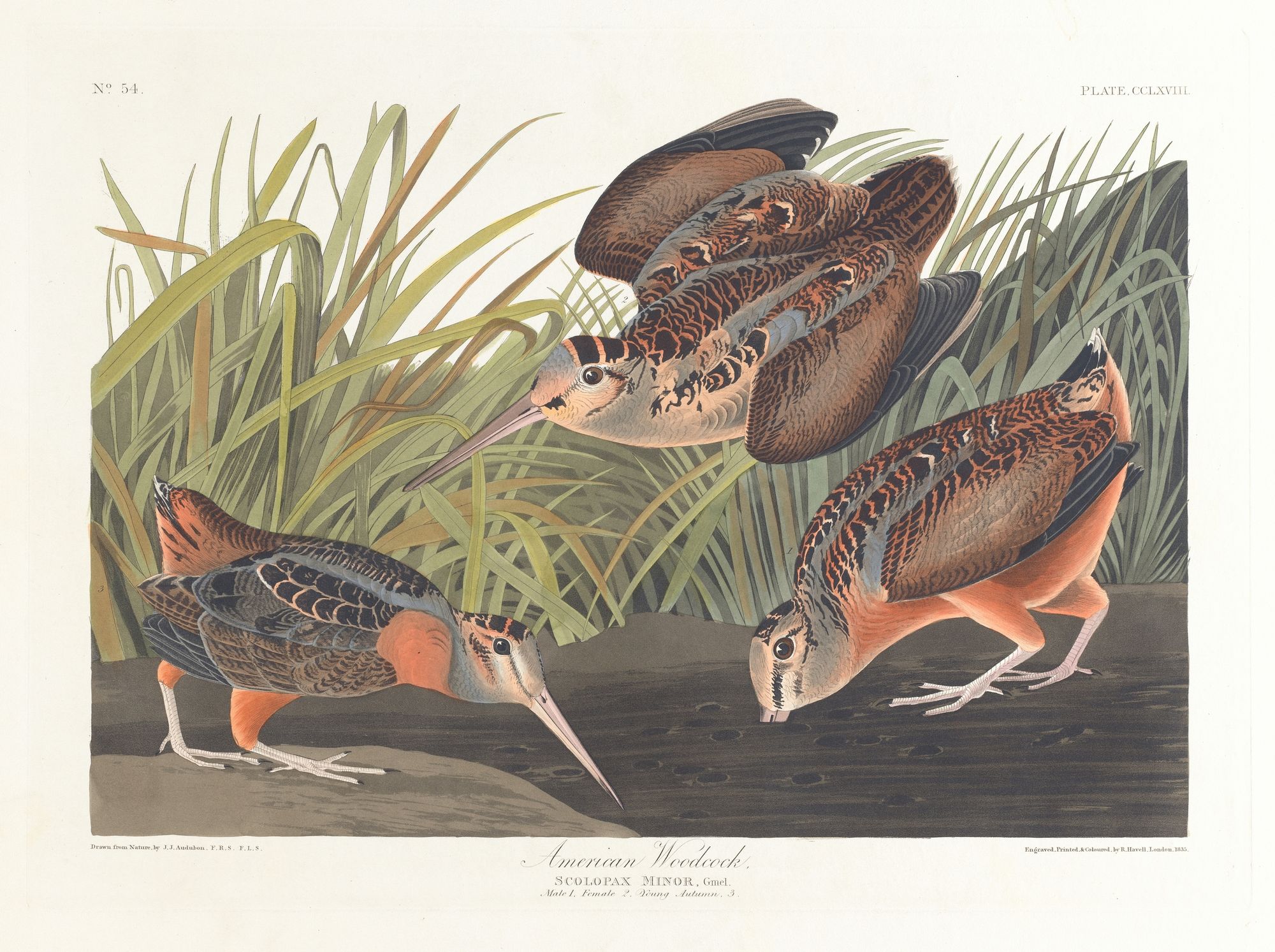 American woodcock (1827–1838)