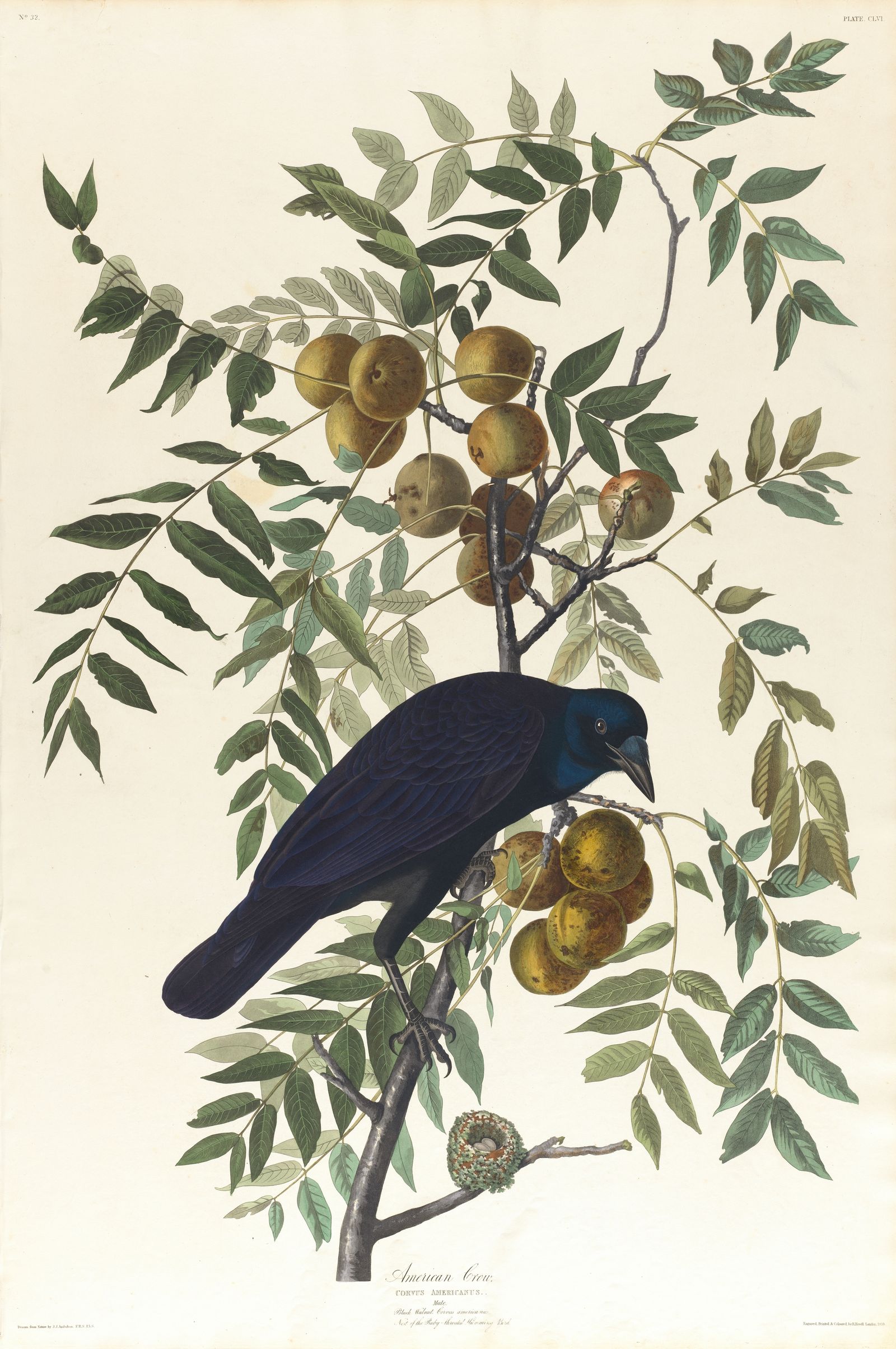 American crow (1827–1838)