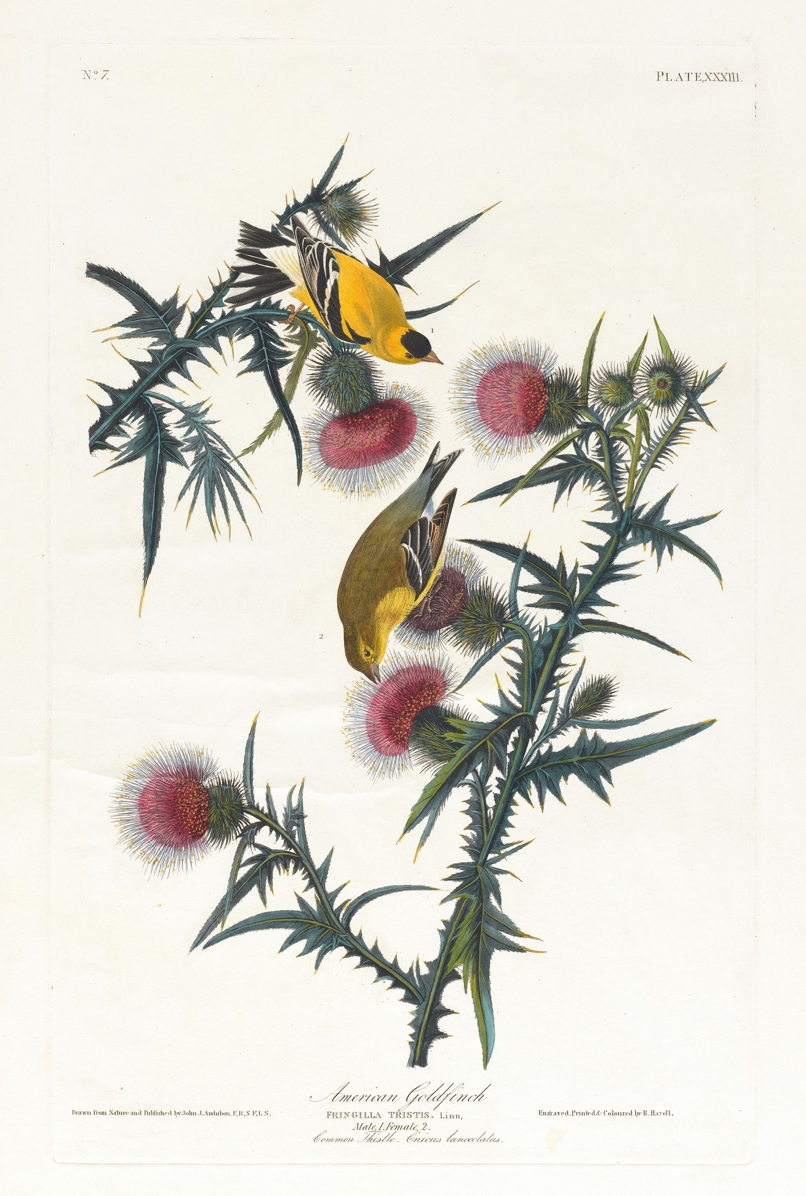 American goldfinch (1827–1838)