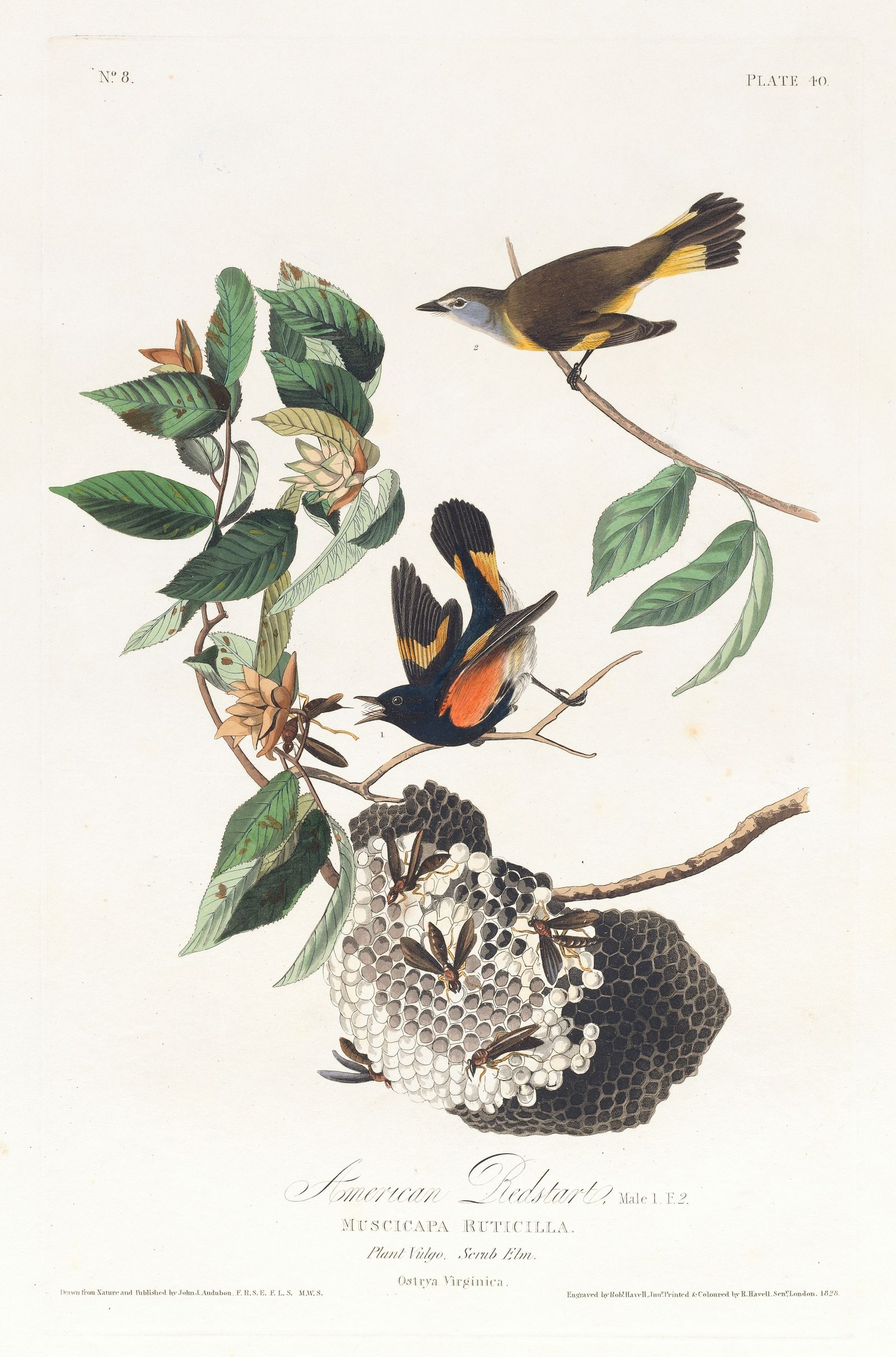 American redstart (1827–1838)