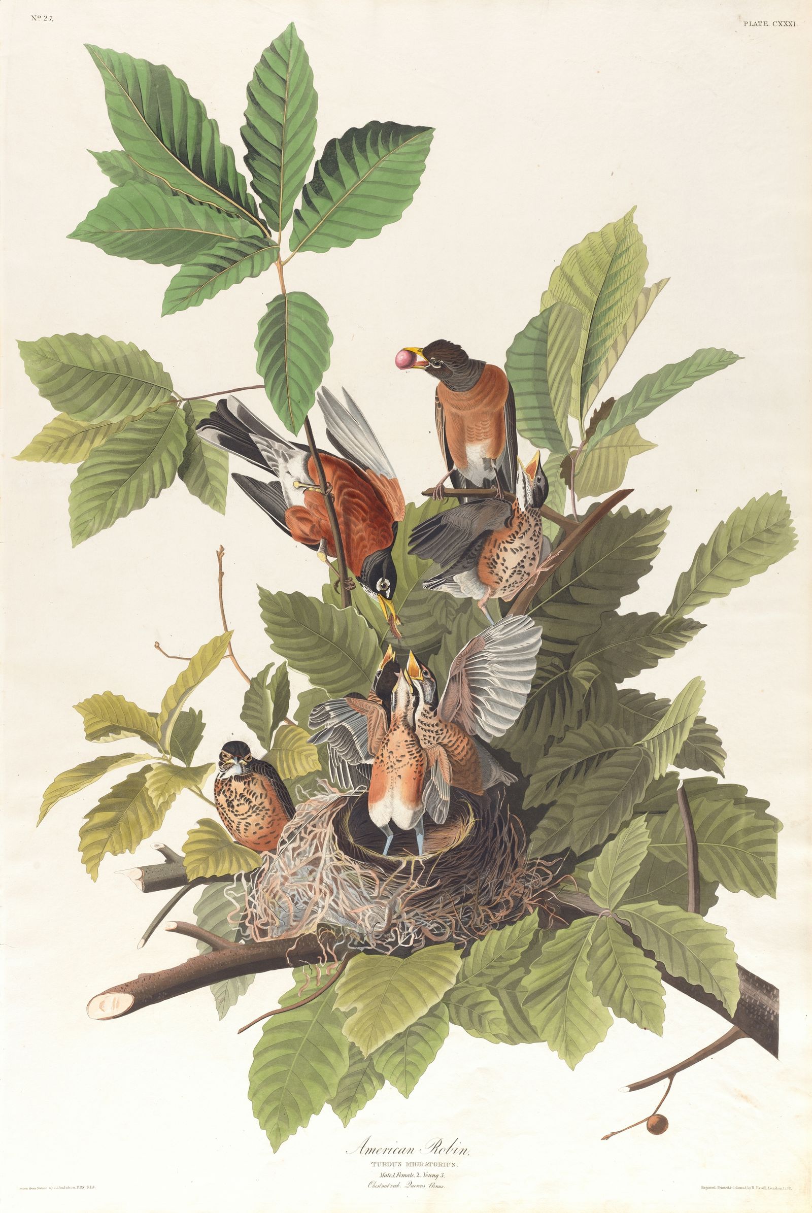 American robin (1827–1838)