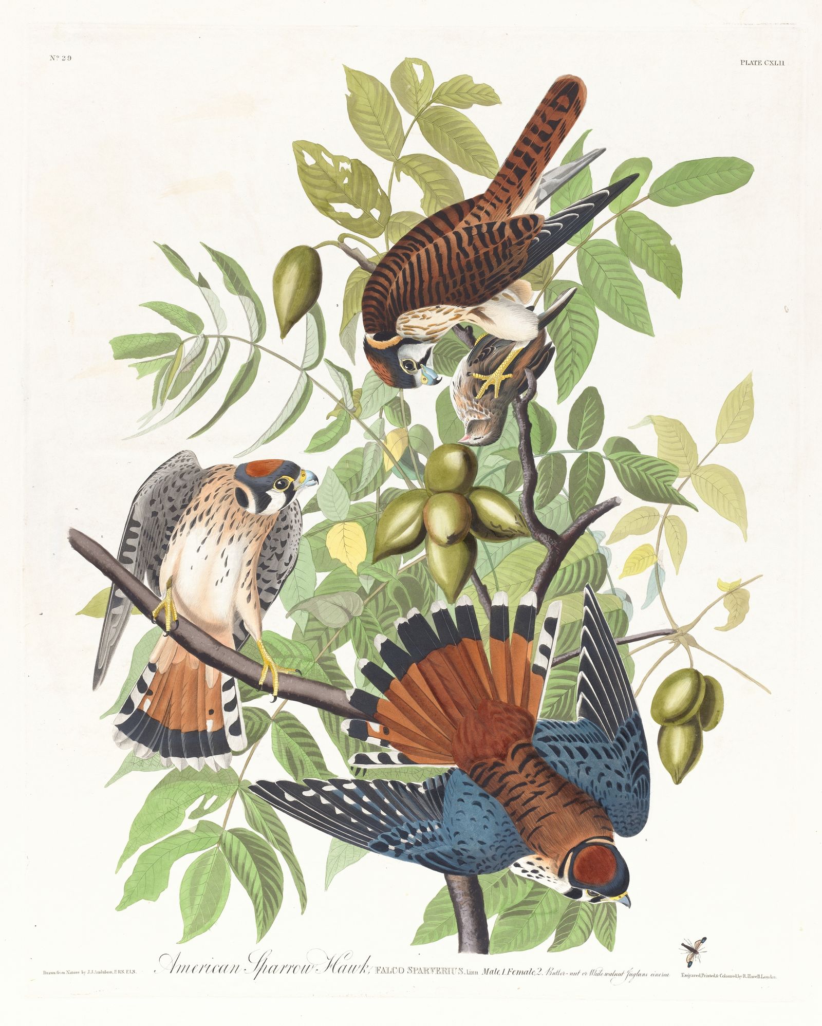 American sparrow hawk (1827–1838)