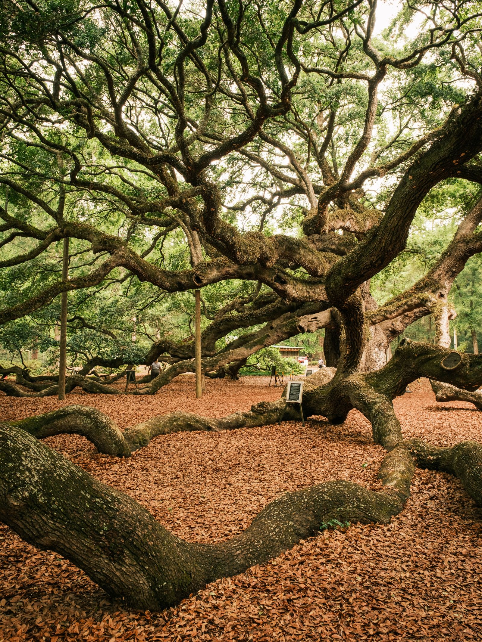 Angel Oak Tree, Johns Island