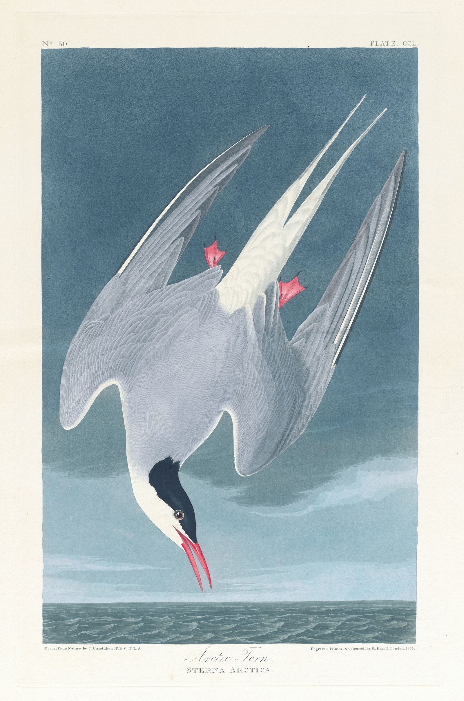 Arctic tern (1827–1838)
