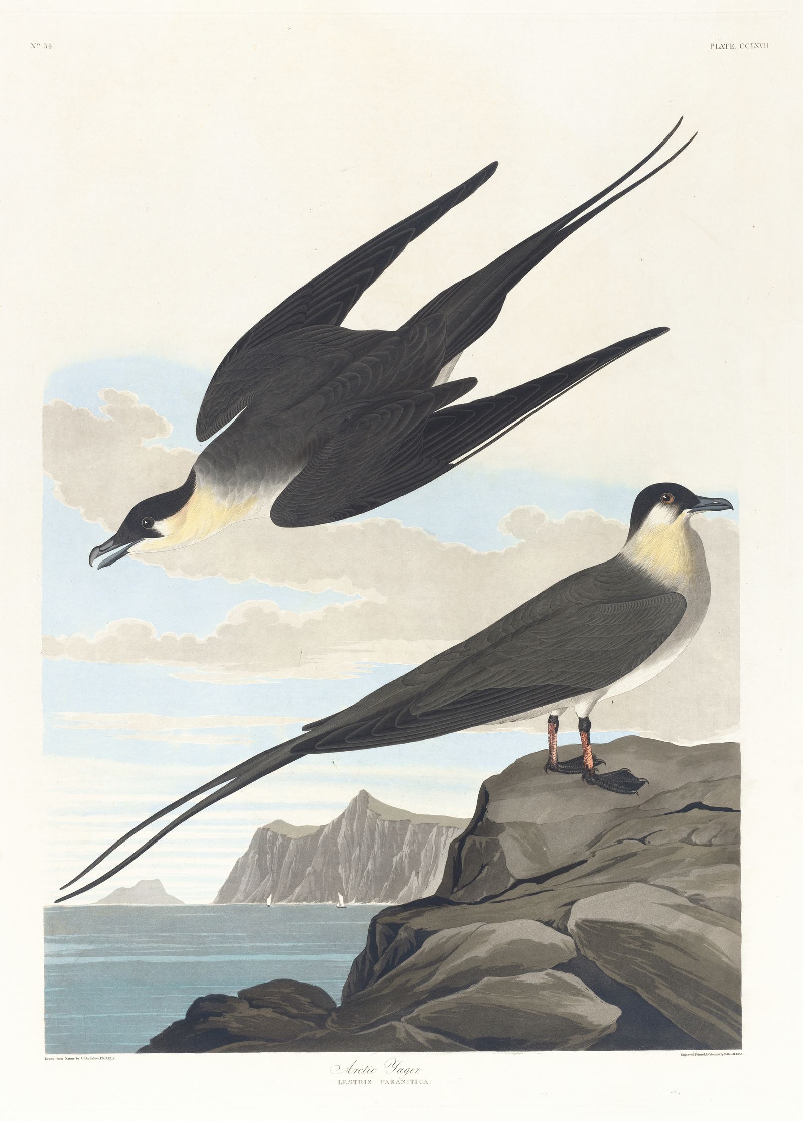 Arctic yager (1827–1838)