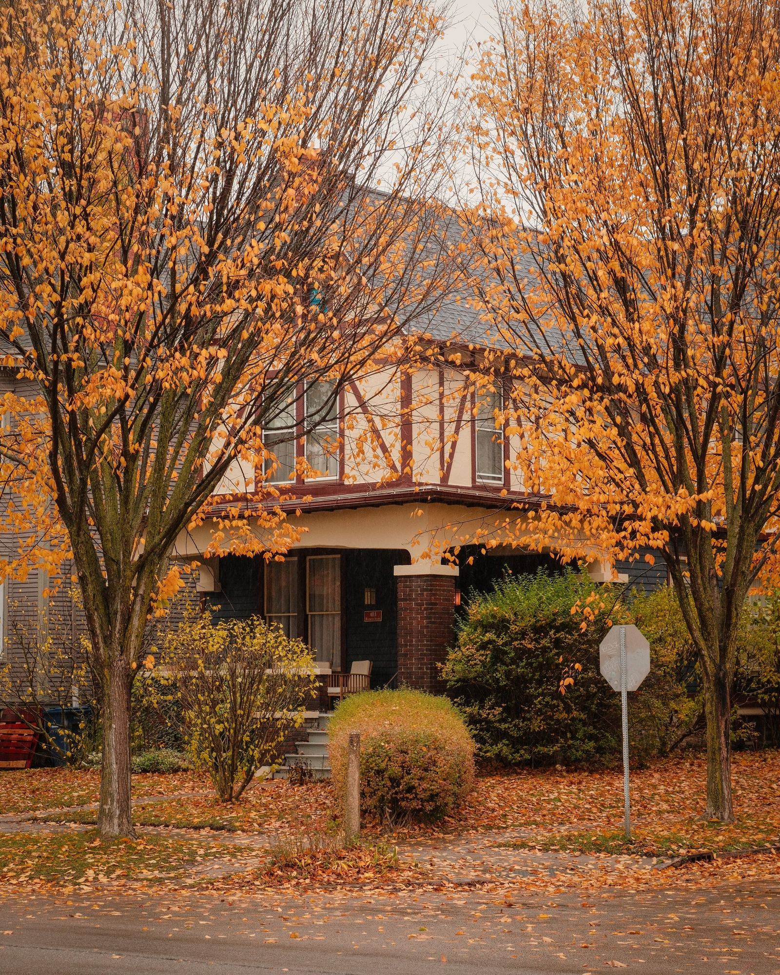 Autumn Color on Richmond, Buffalo 01