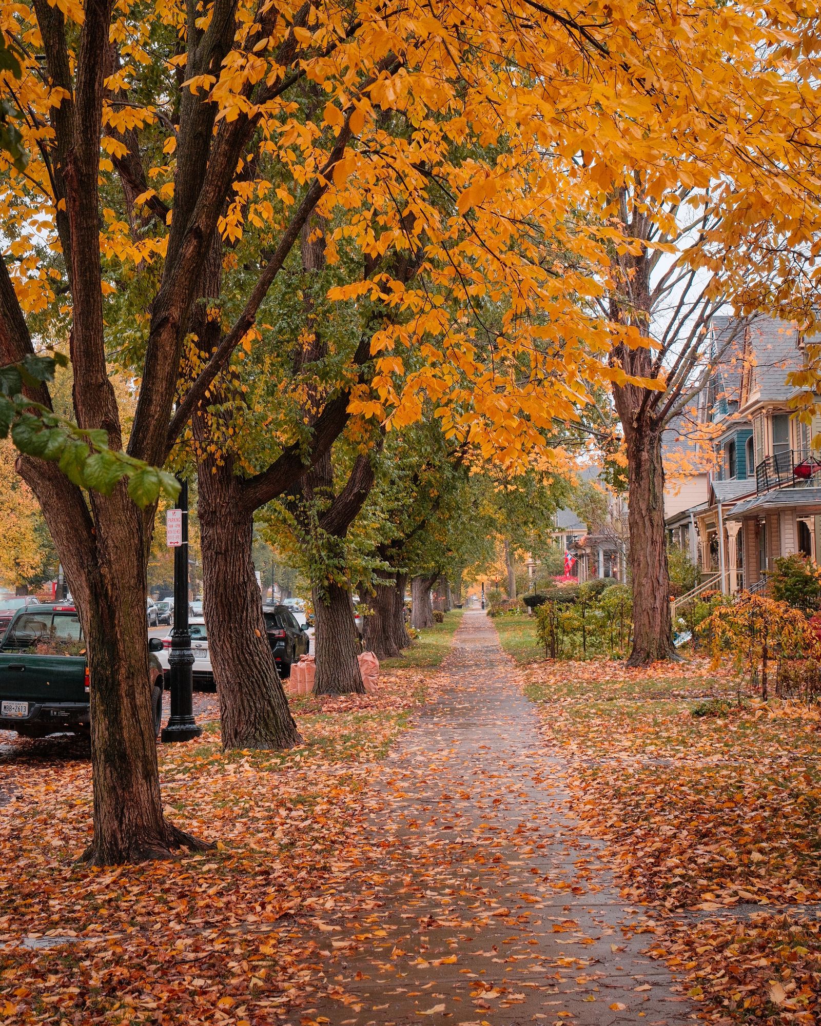 Autumn Color on Richmond, Buffalo 02