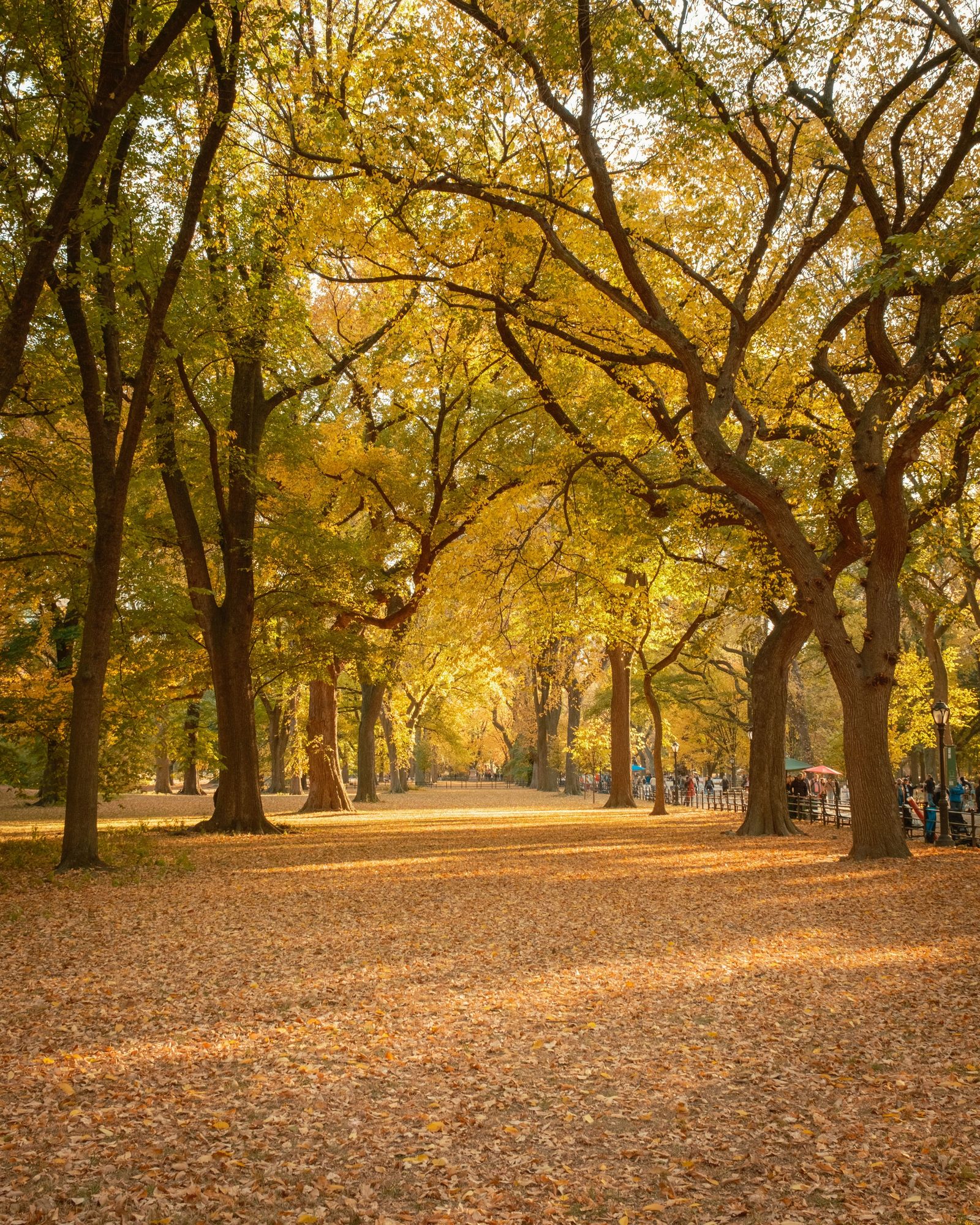 Autumn in Central Park, New York 01