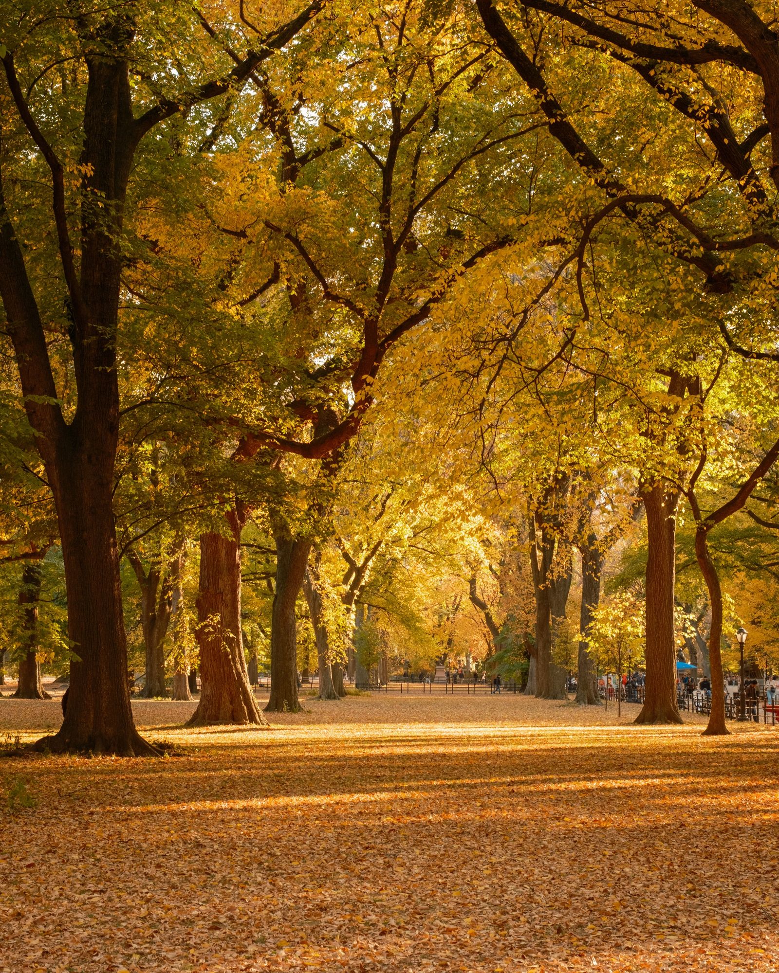 Autumn in Central Park, New York 02