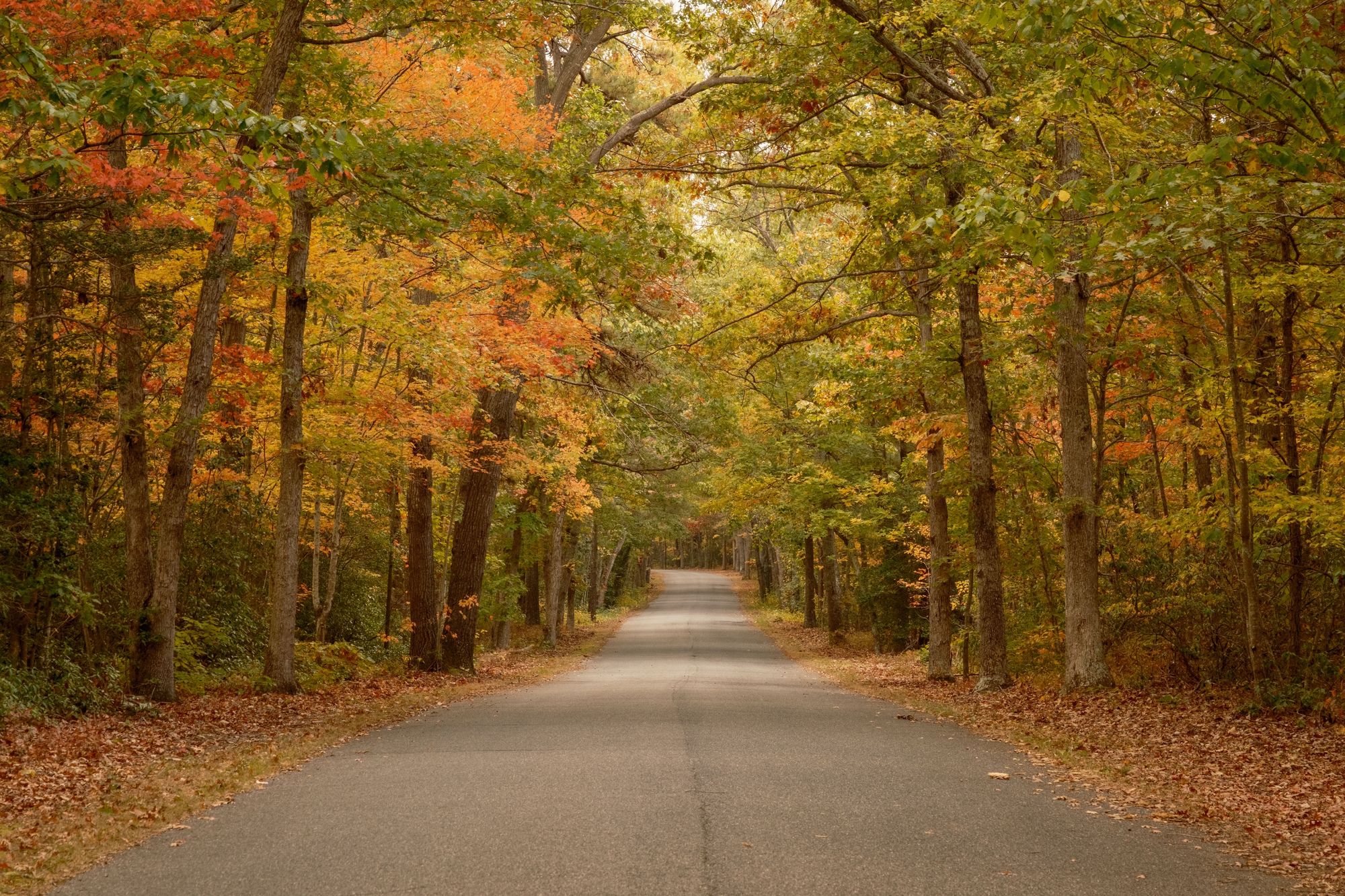 Autumn in Belleplain State Forest