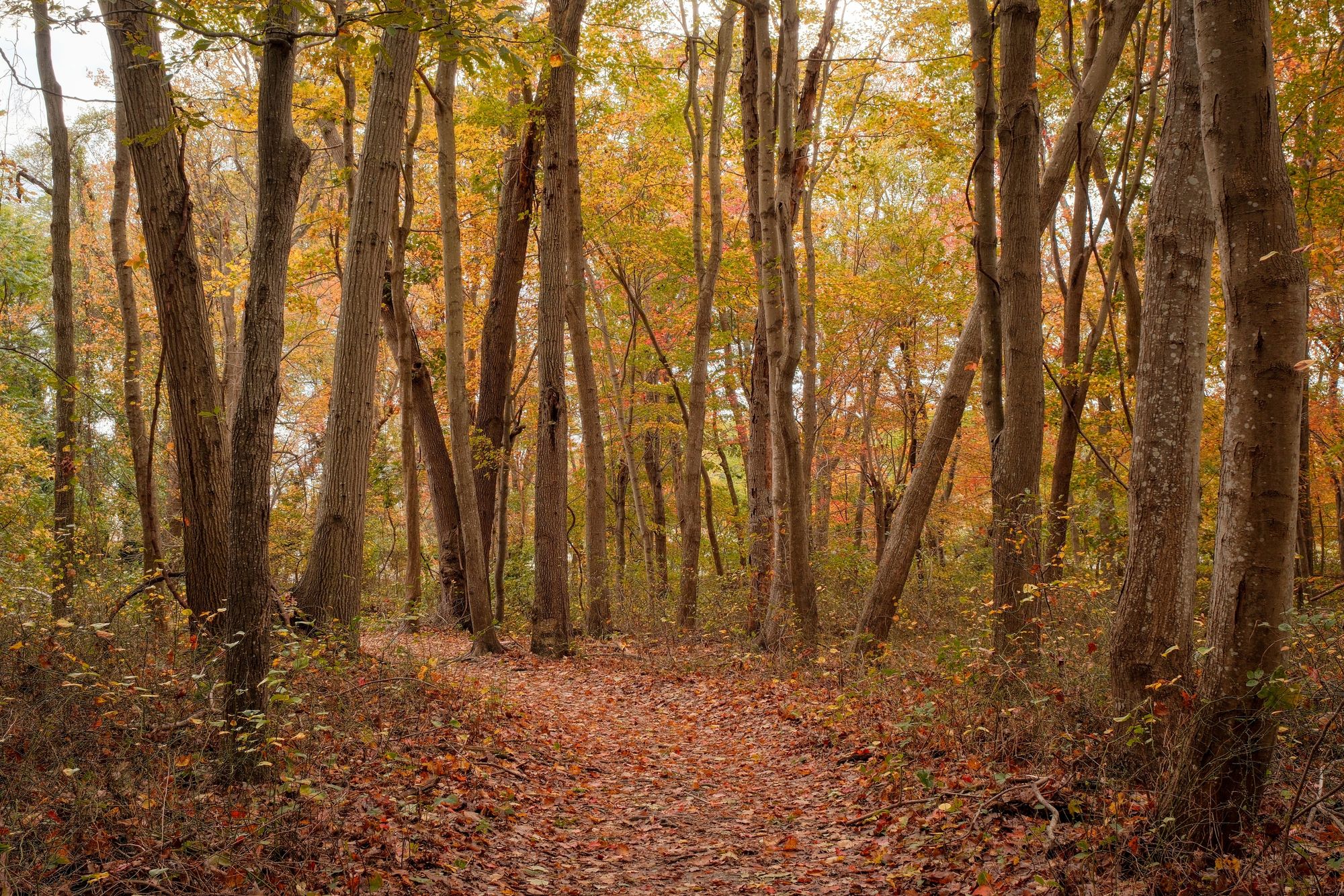 Autumn in Farmingville 02