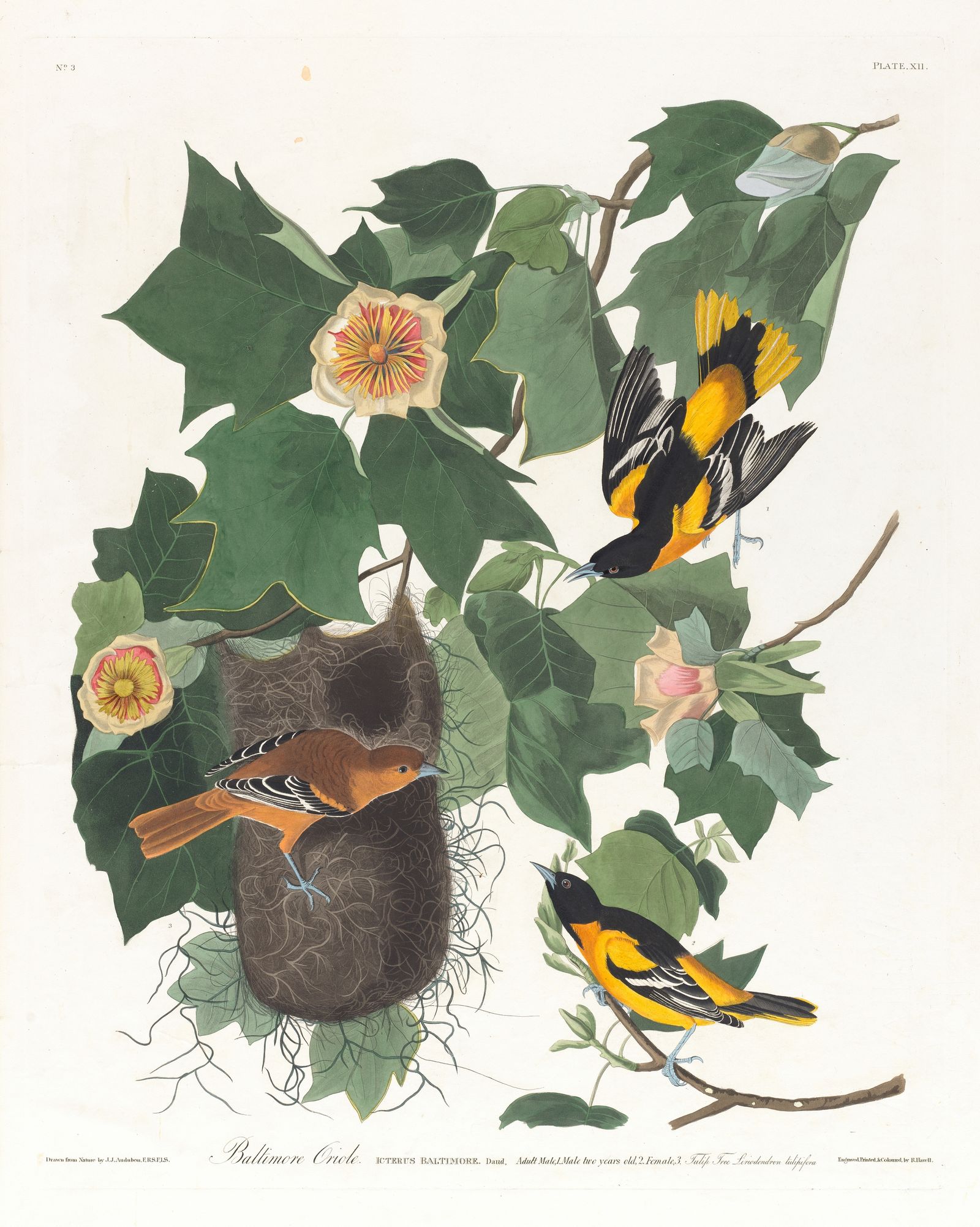 Baltimore oriole (1827–1838)