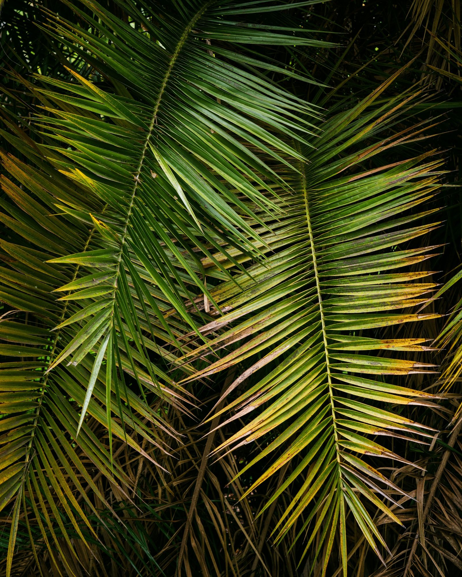 Balboa Park Foliage, San Diego 01